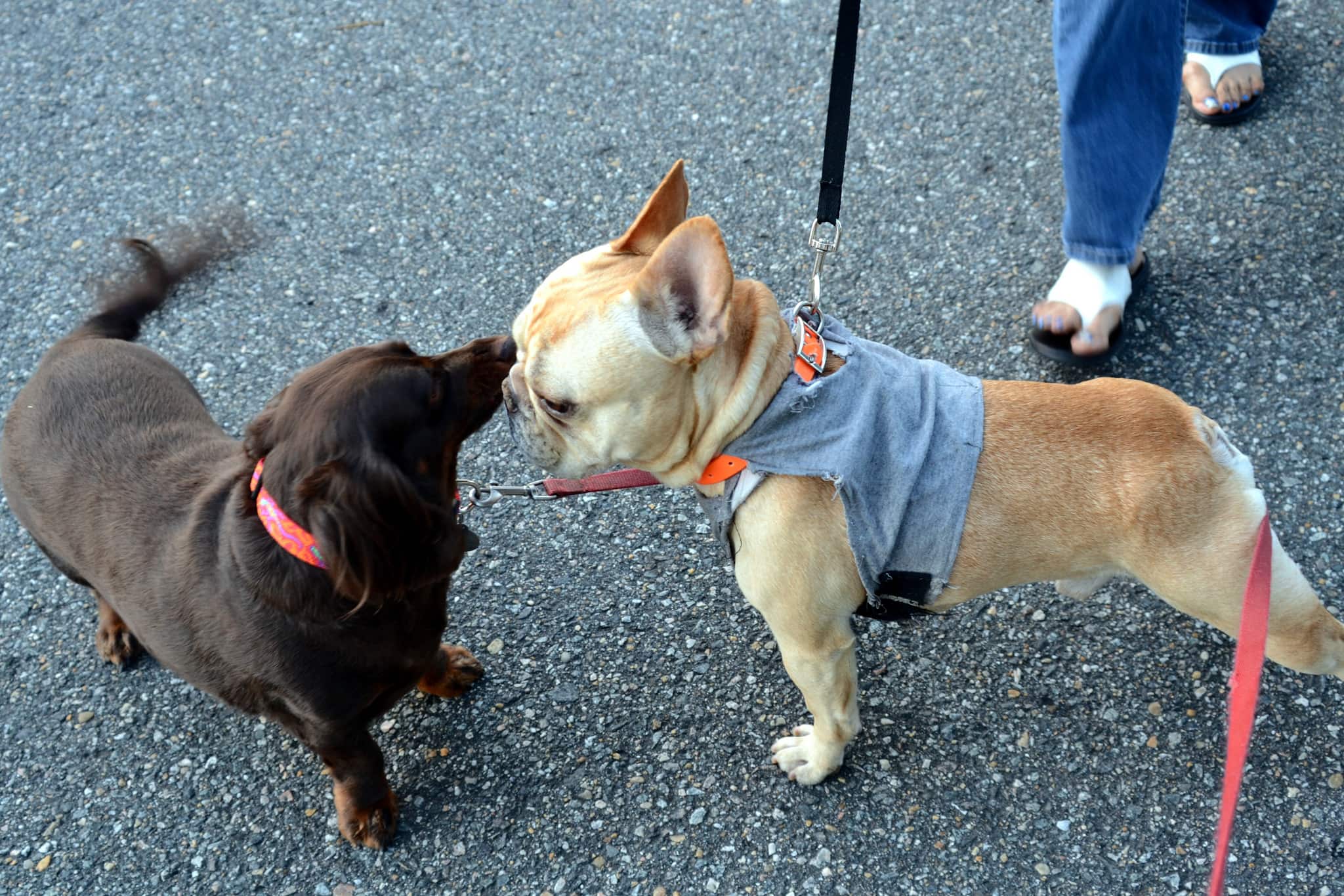 two dogs greeting each other on a walk