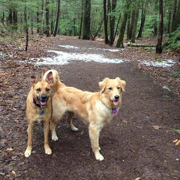 Dogs on walking trail