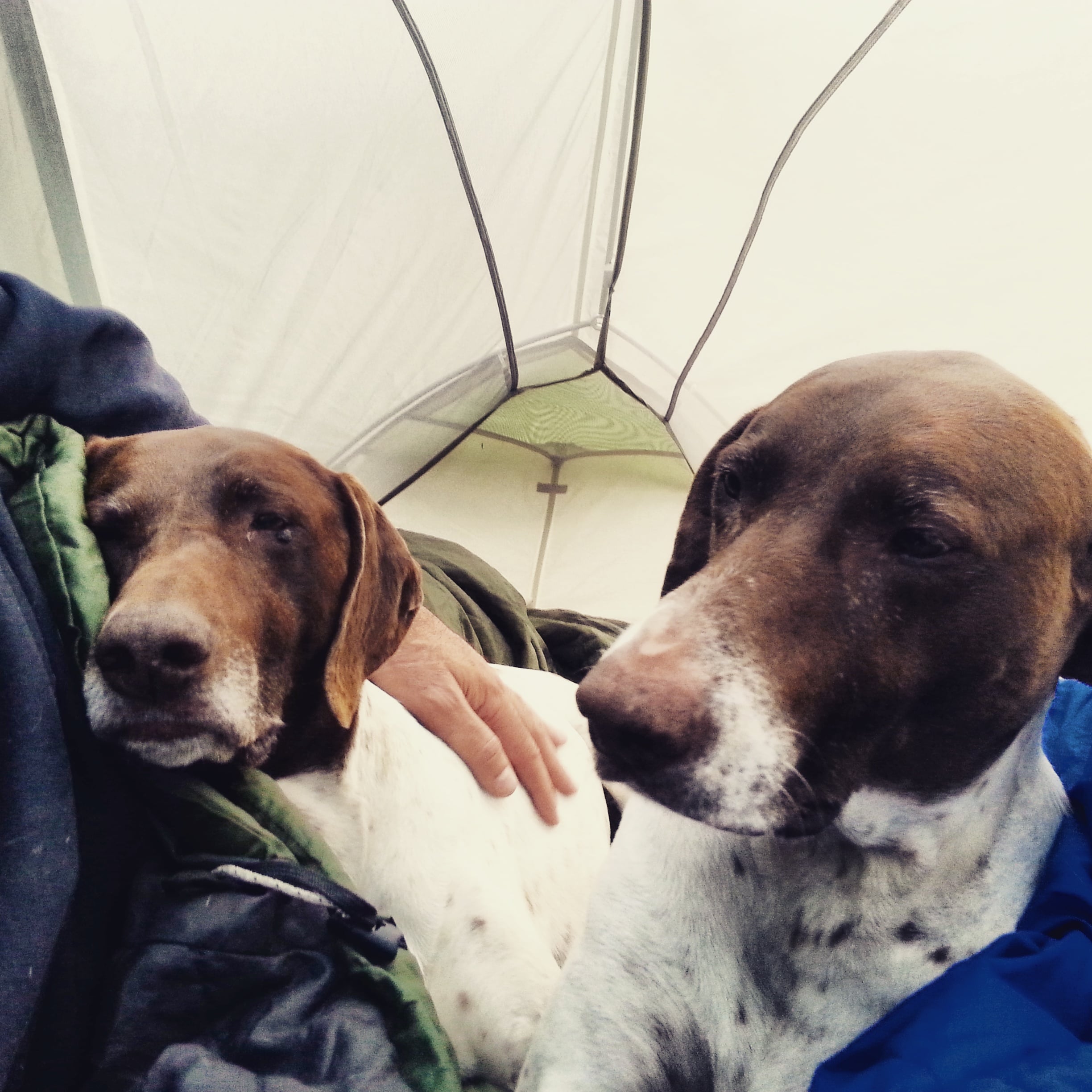 Sleepy outdoor pups two dogs relax in their tent