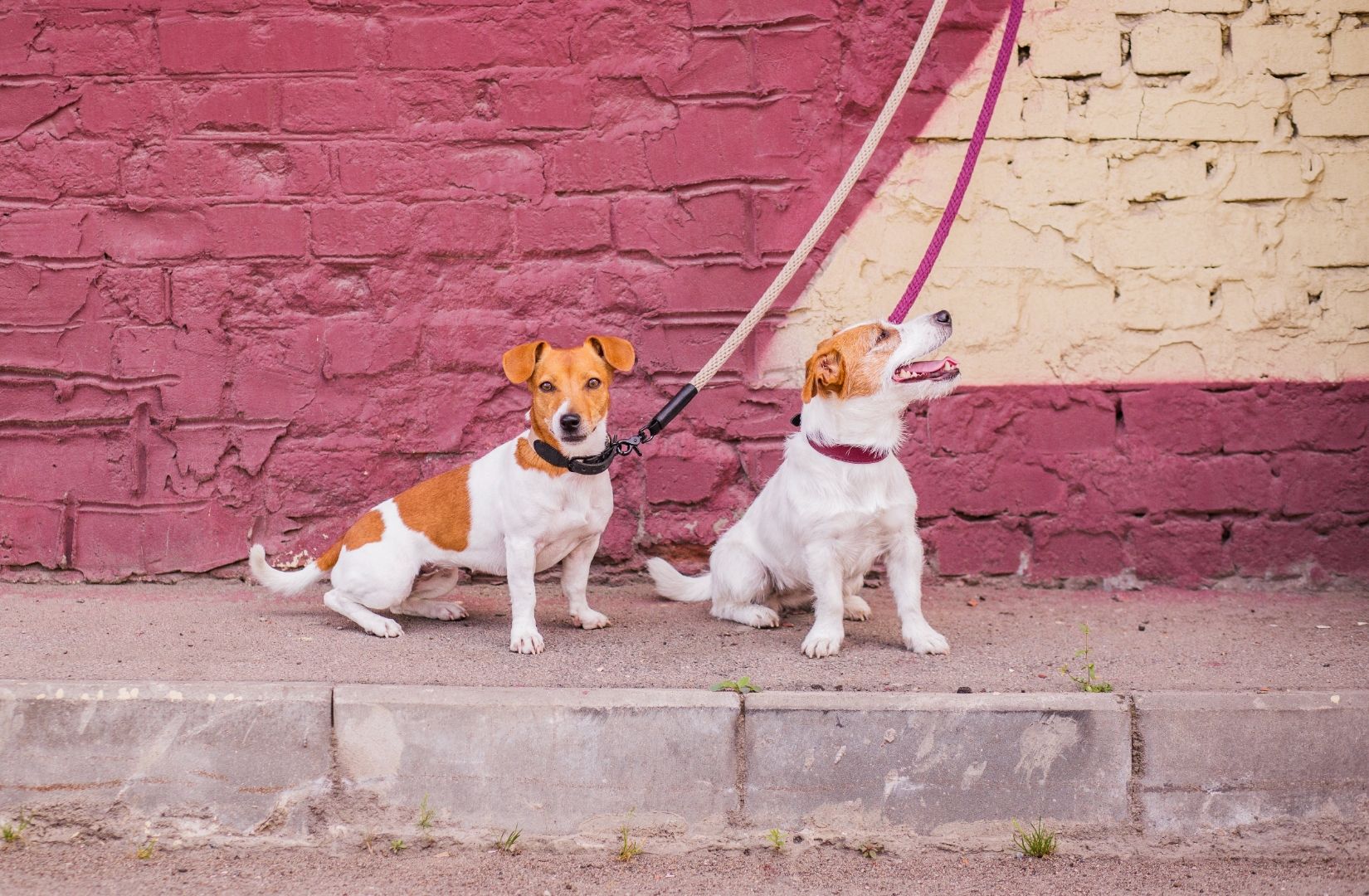 Two cute dogs