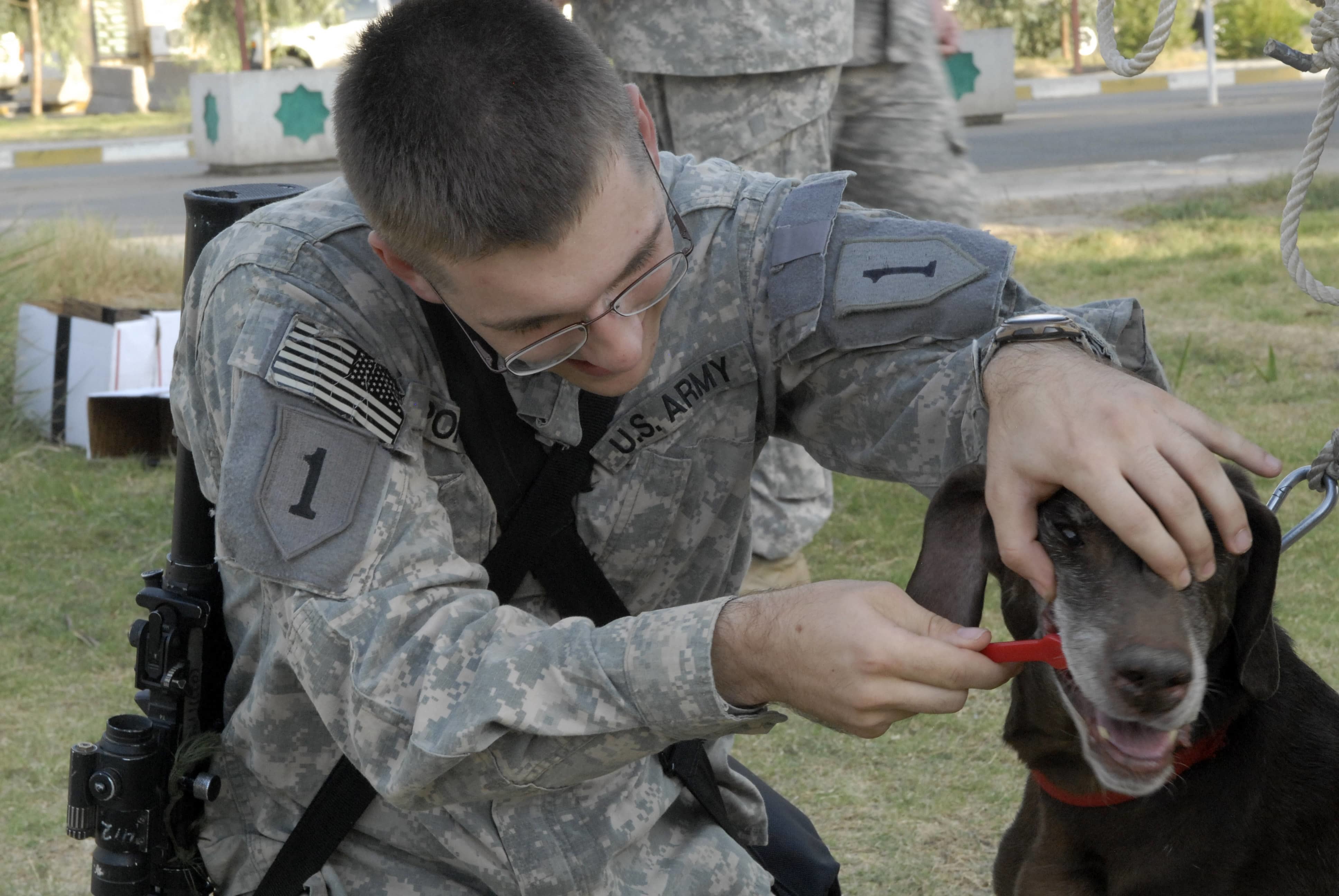Army troop cleaning guard dog's teeth with a toothbrush