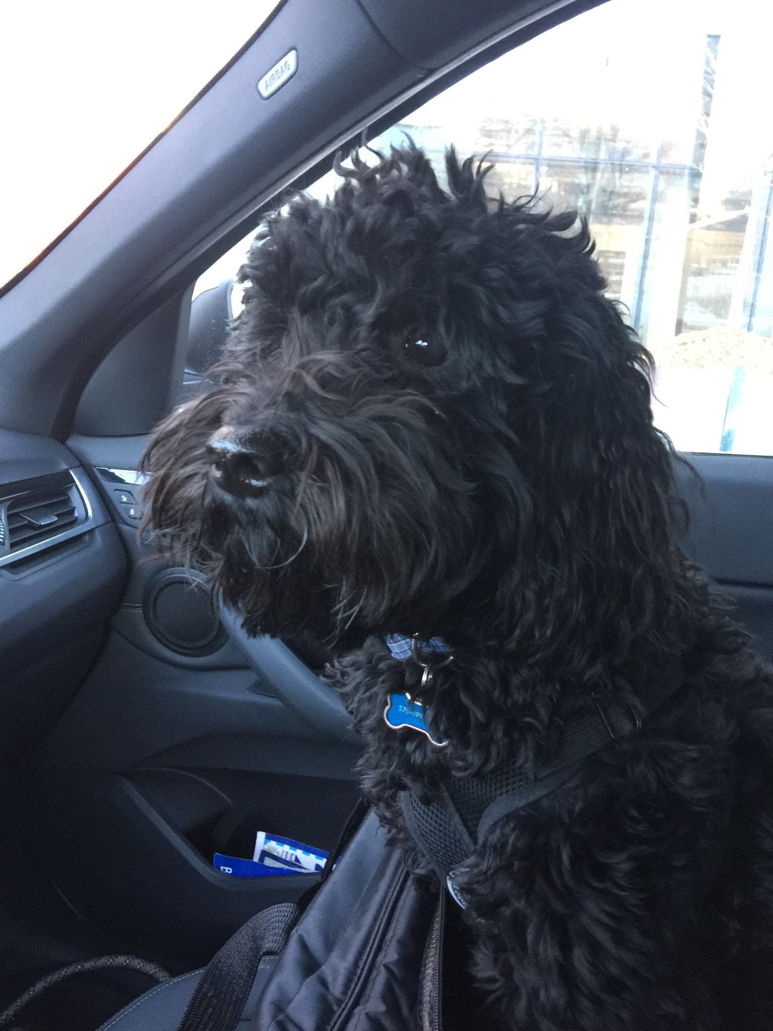 Carl a puppy riding in the car