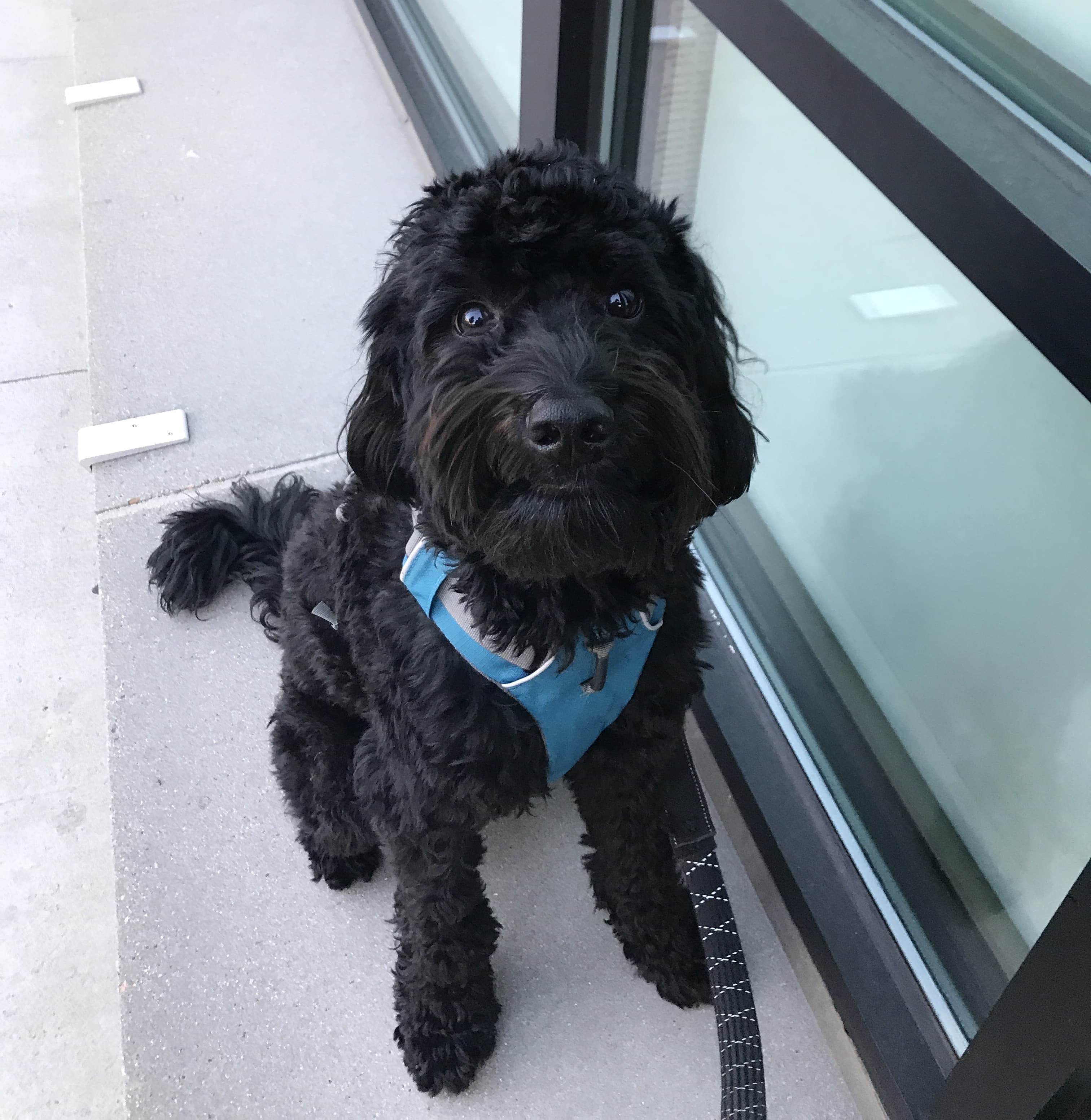 My golden doodle ready for a walk with his ruffwear harness