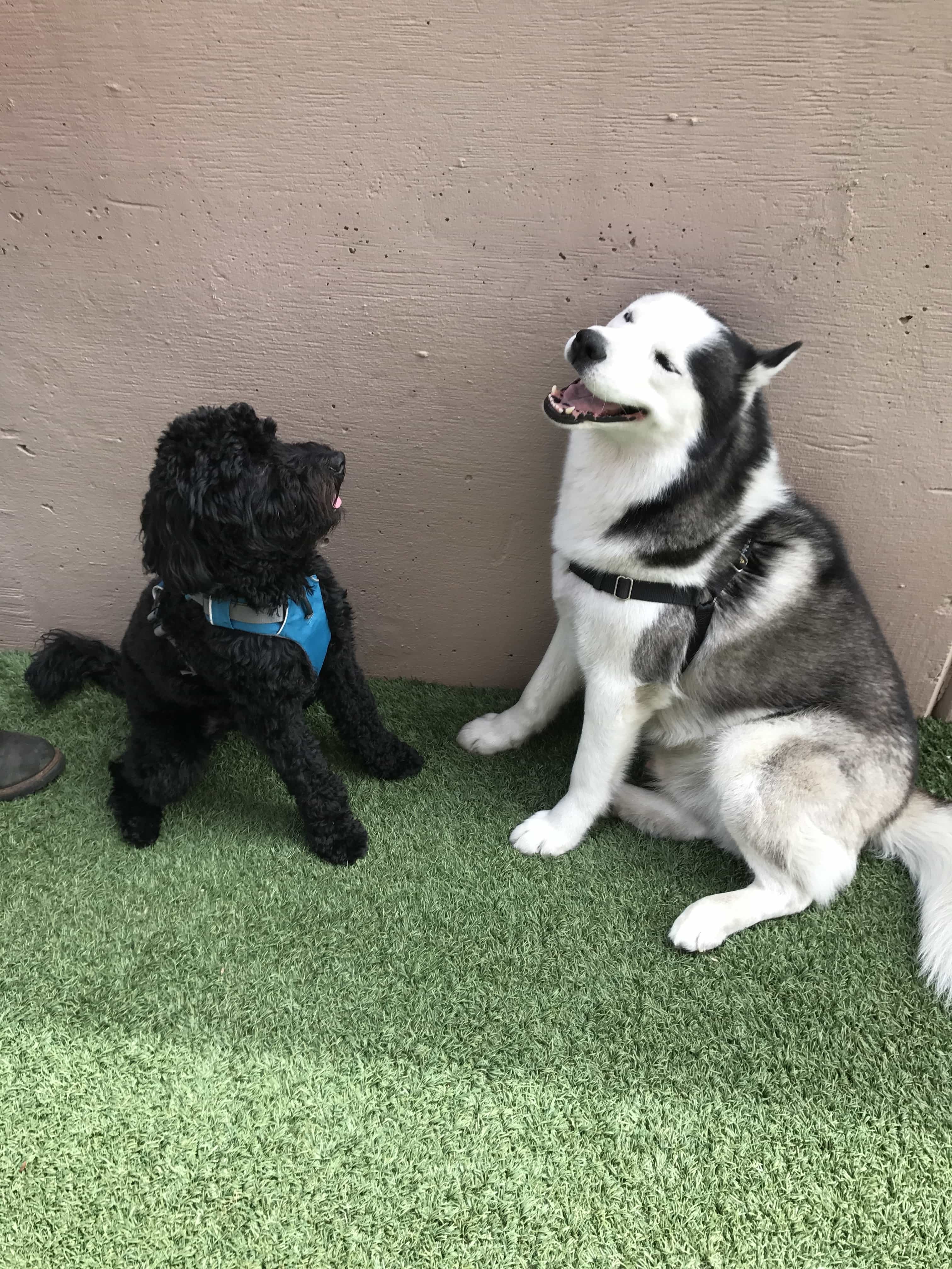 golden doodle and malamute playing in dog park