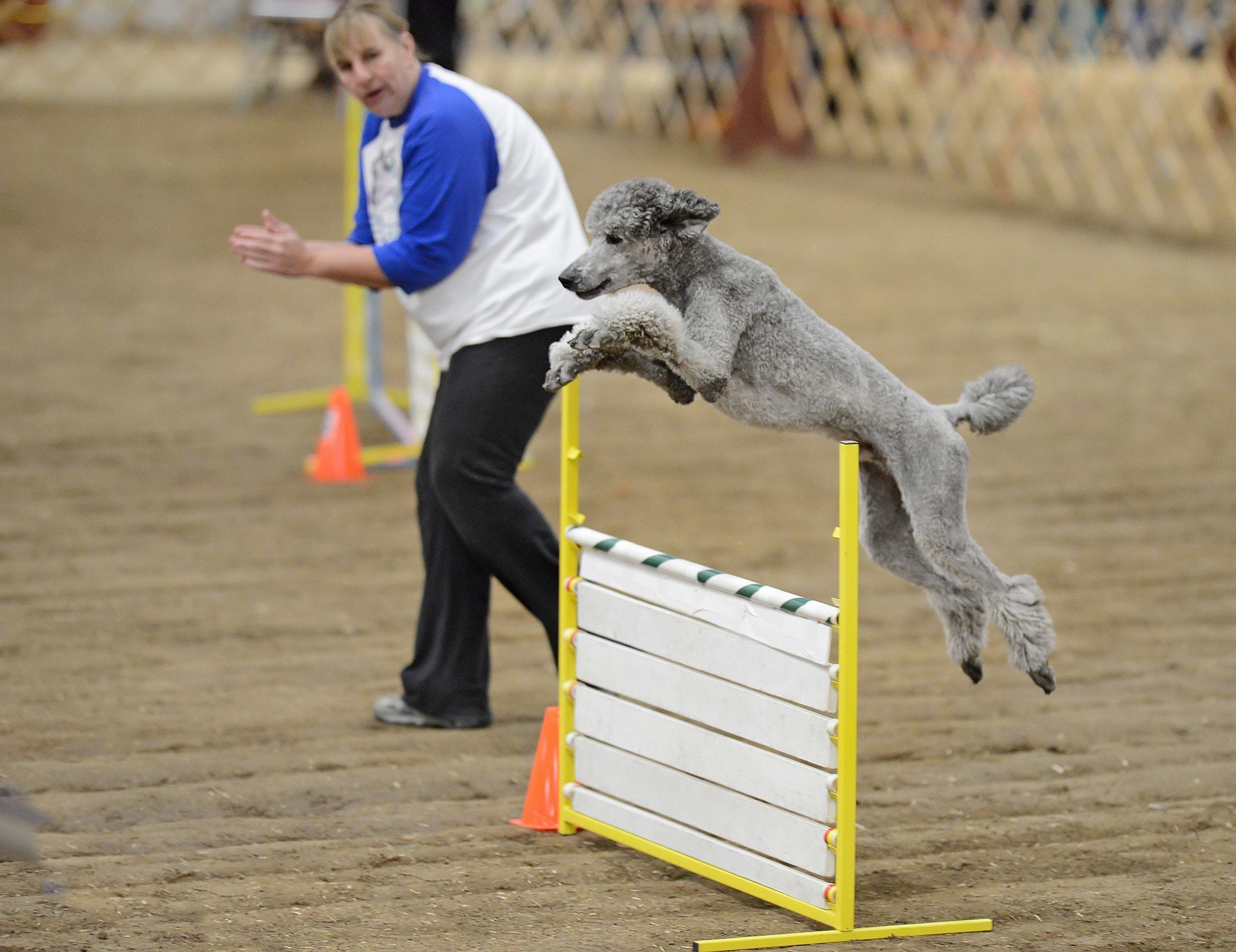 dog agility course standard jump