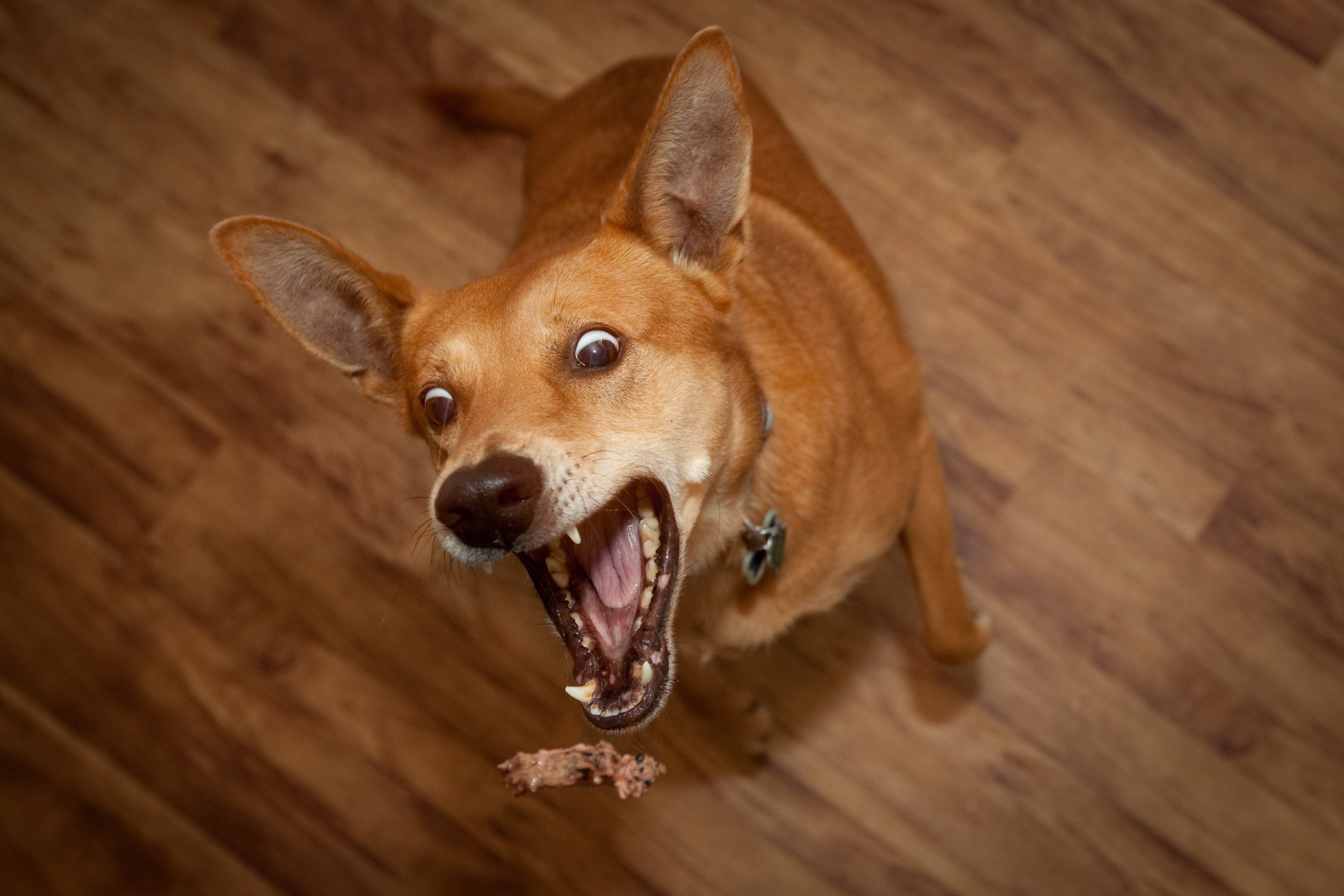 Dog about to eat raw steak