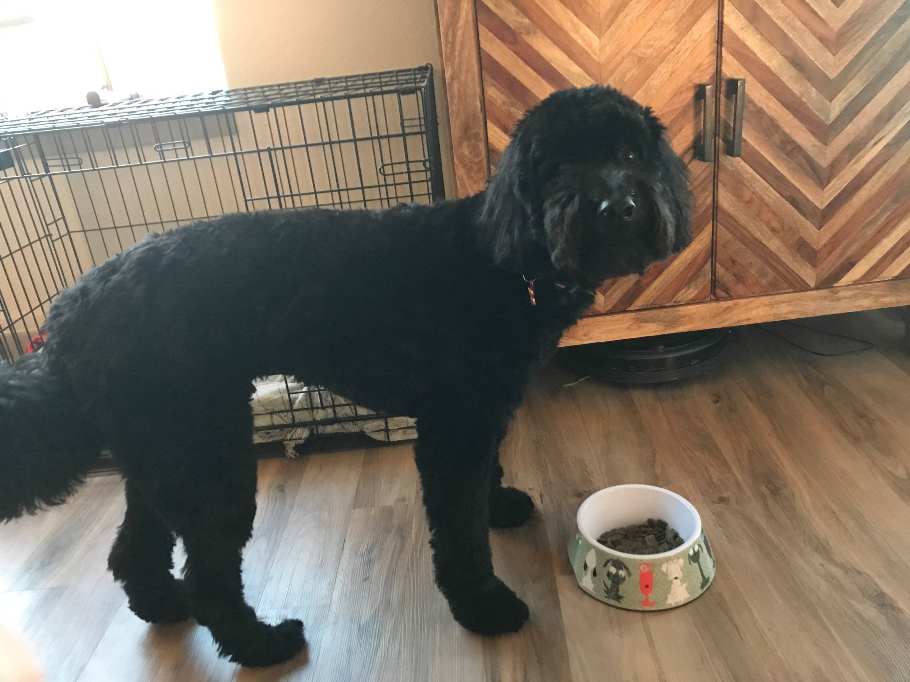 my pup carl eating his air dried food