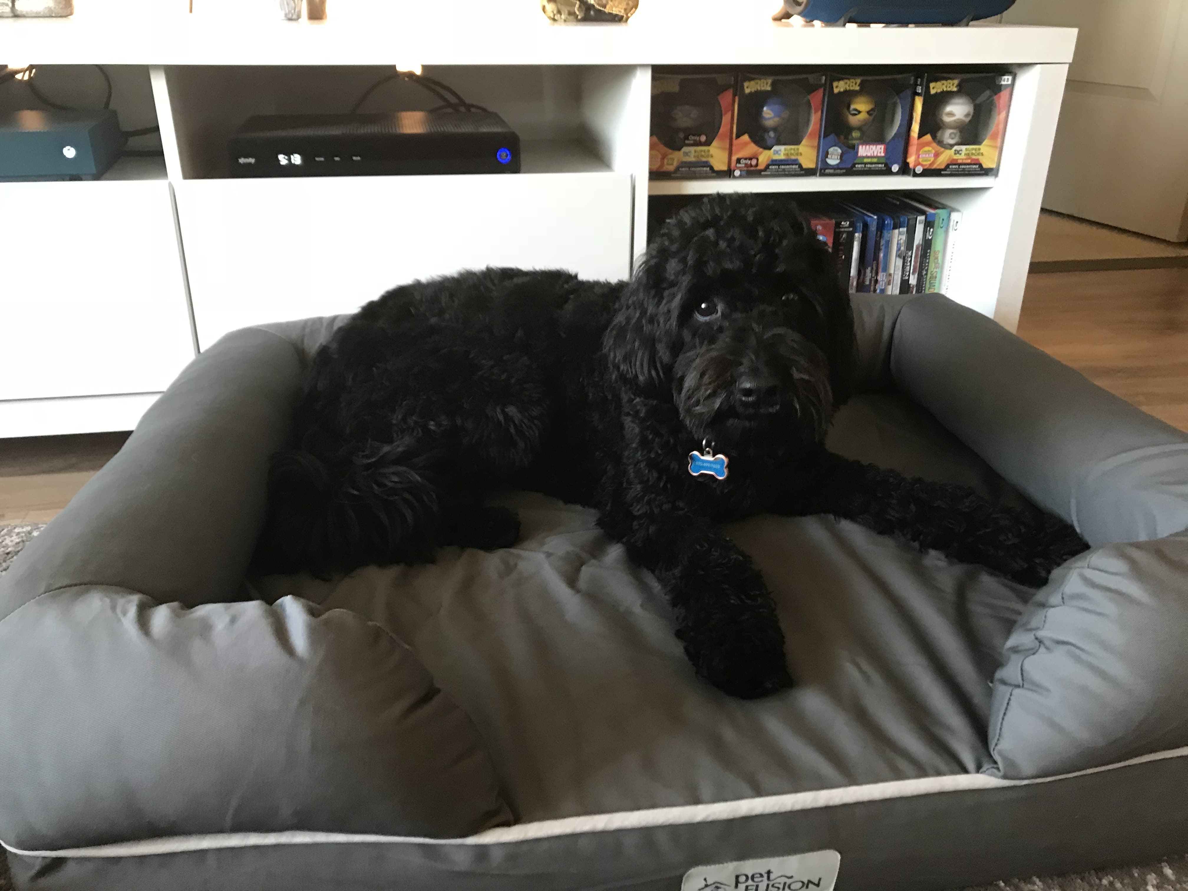 my dog enjoying his new petfusion mattress