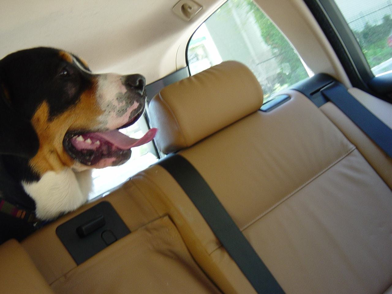 big dog sobering on back seat of car