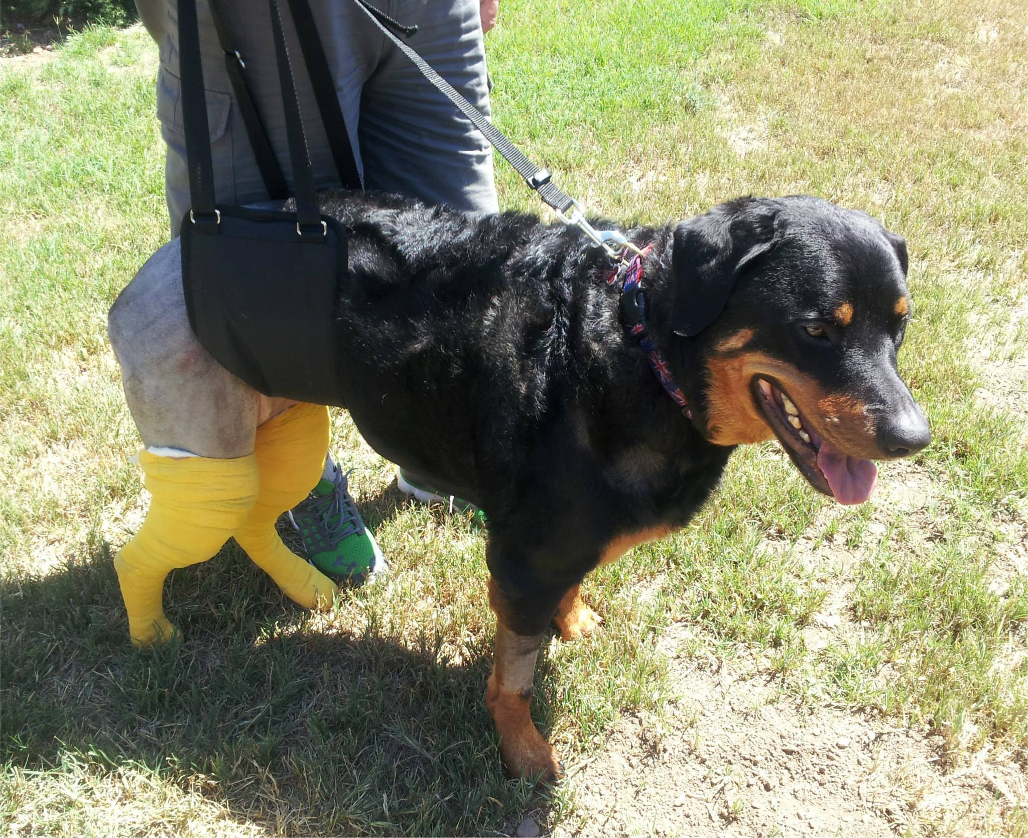 rottweiler dog using GingerLead support harness for rear legs