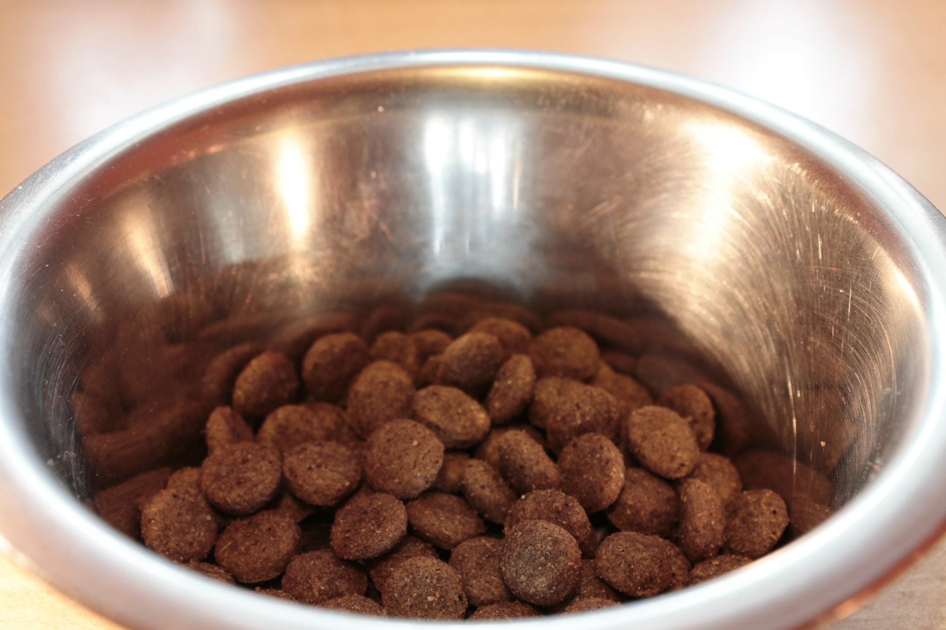 dry dog food bowl