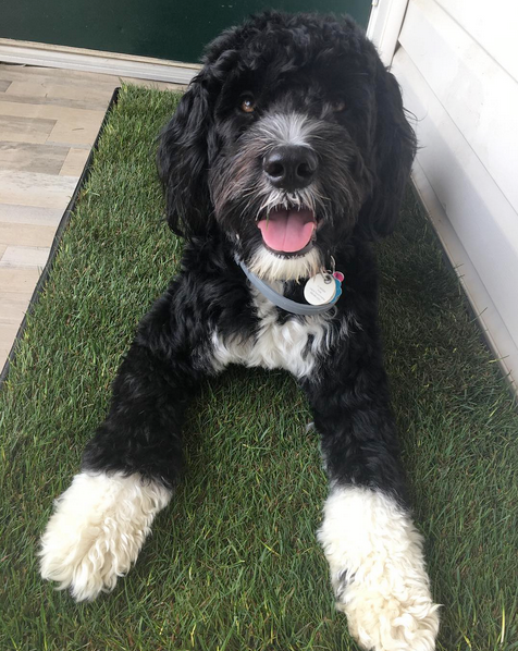 Medium size dog laying on a fresh patch grass pad