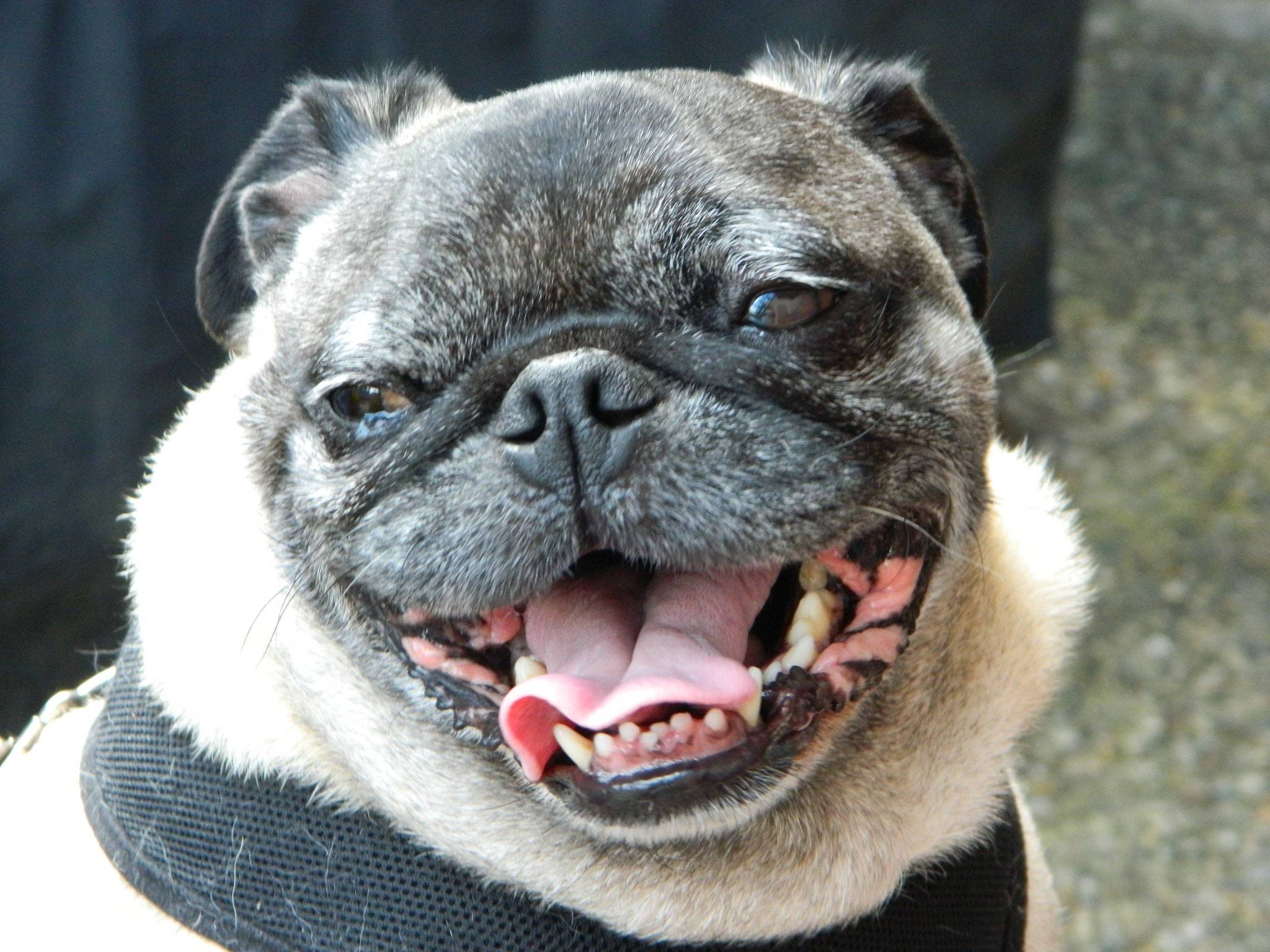happy pug smiling