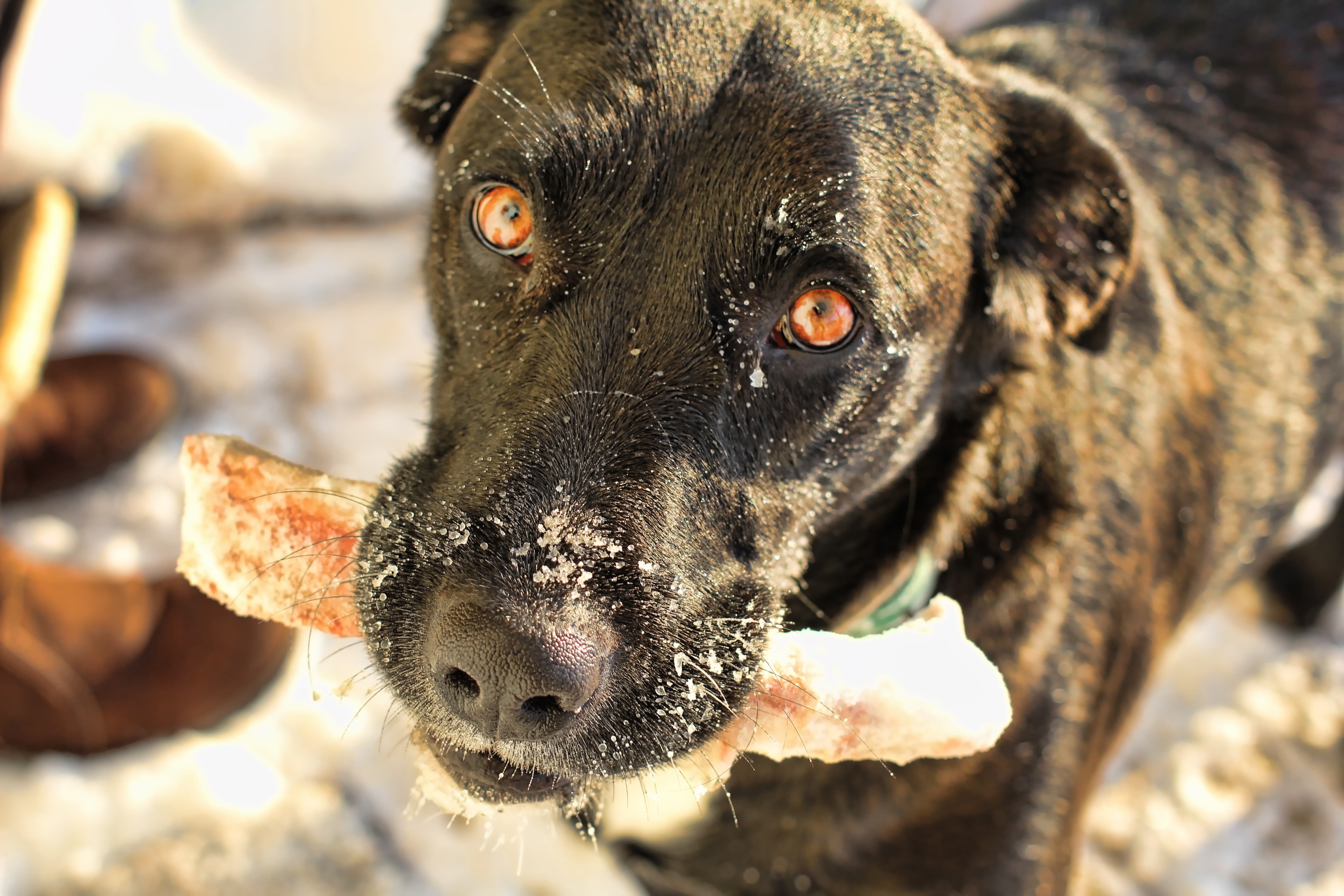 lab dog with eating bone