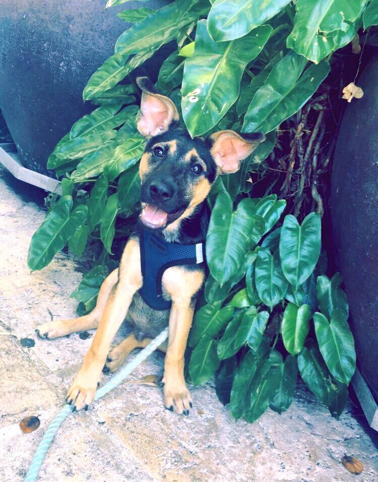 Puppy ready for a walk