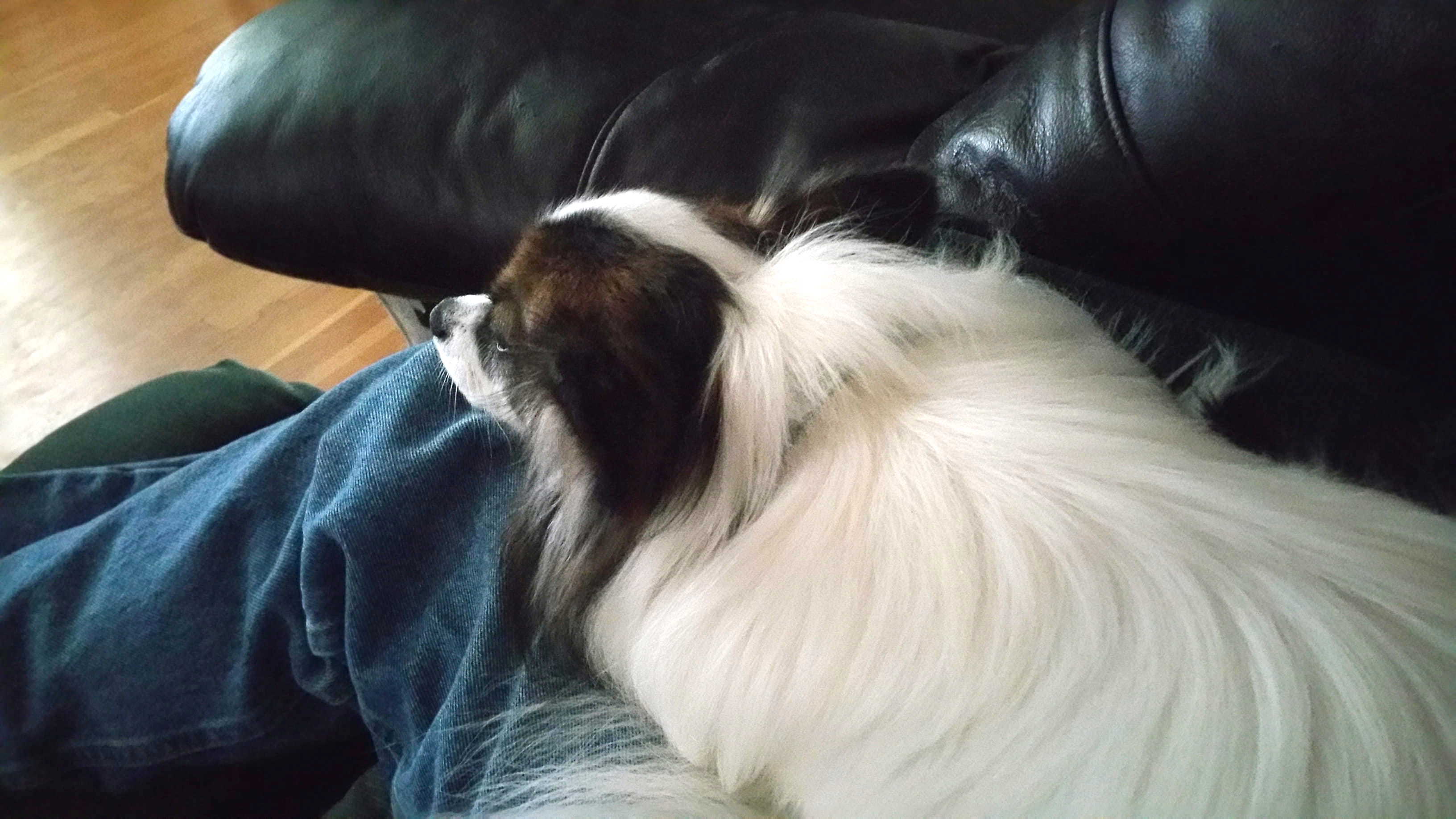 papillon comforting owner by laying on lap on couch