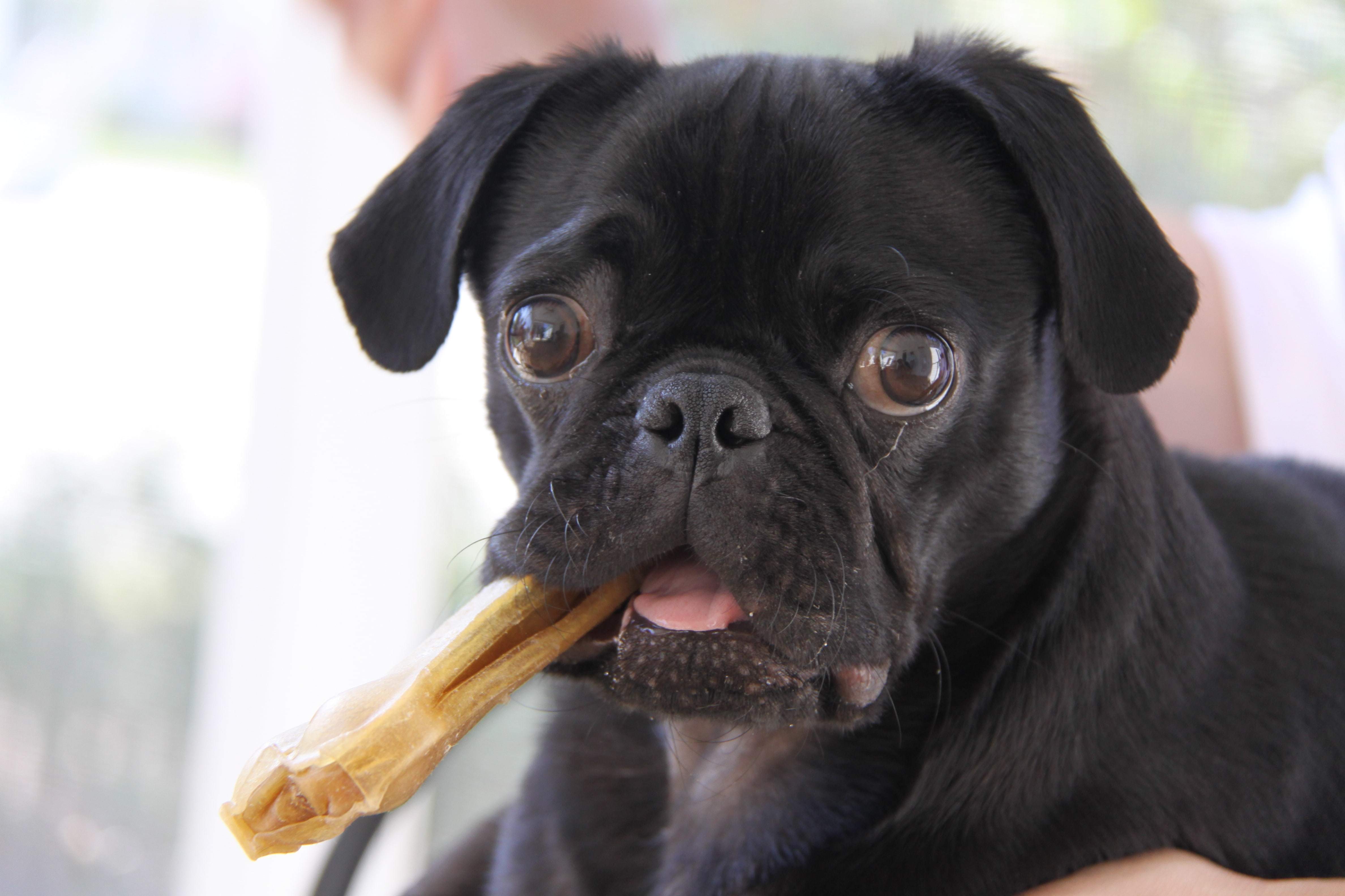Pug dog chewing on bone