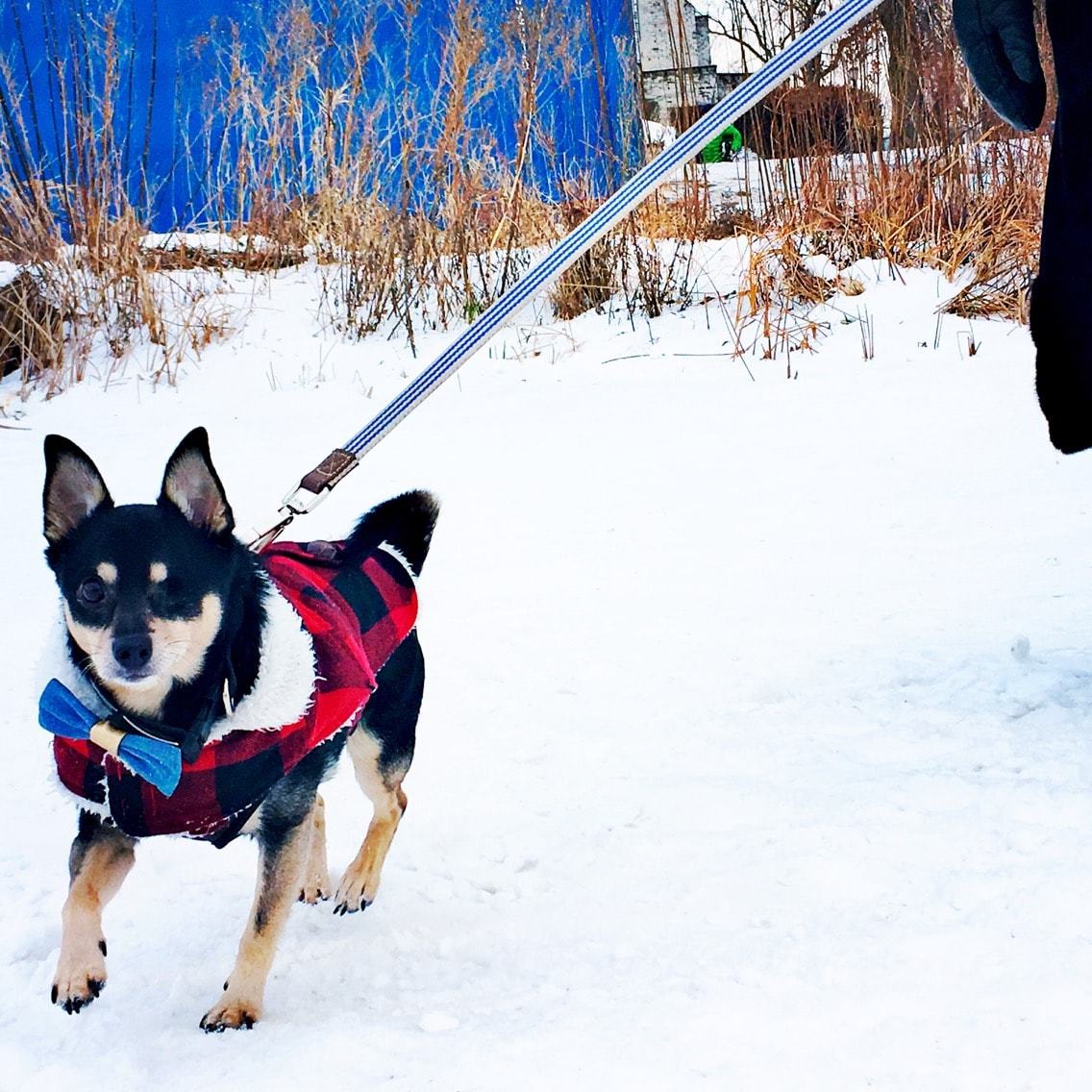 take your canine hiking for a fun activity during winter