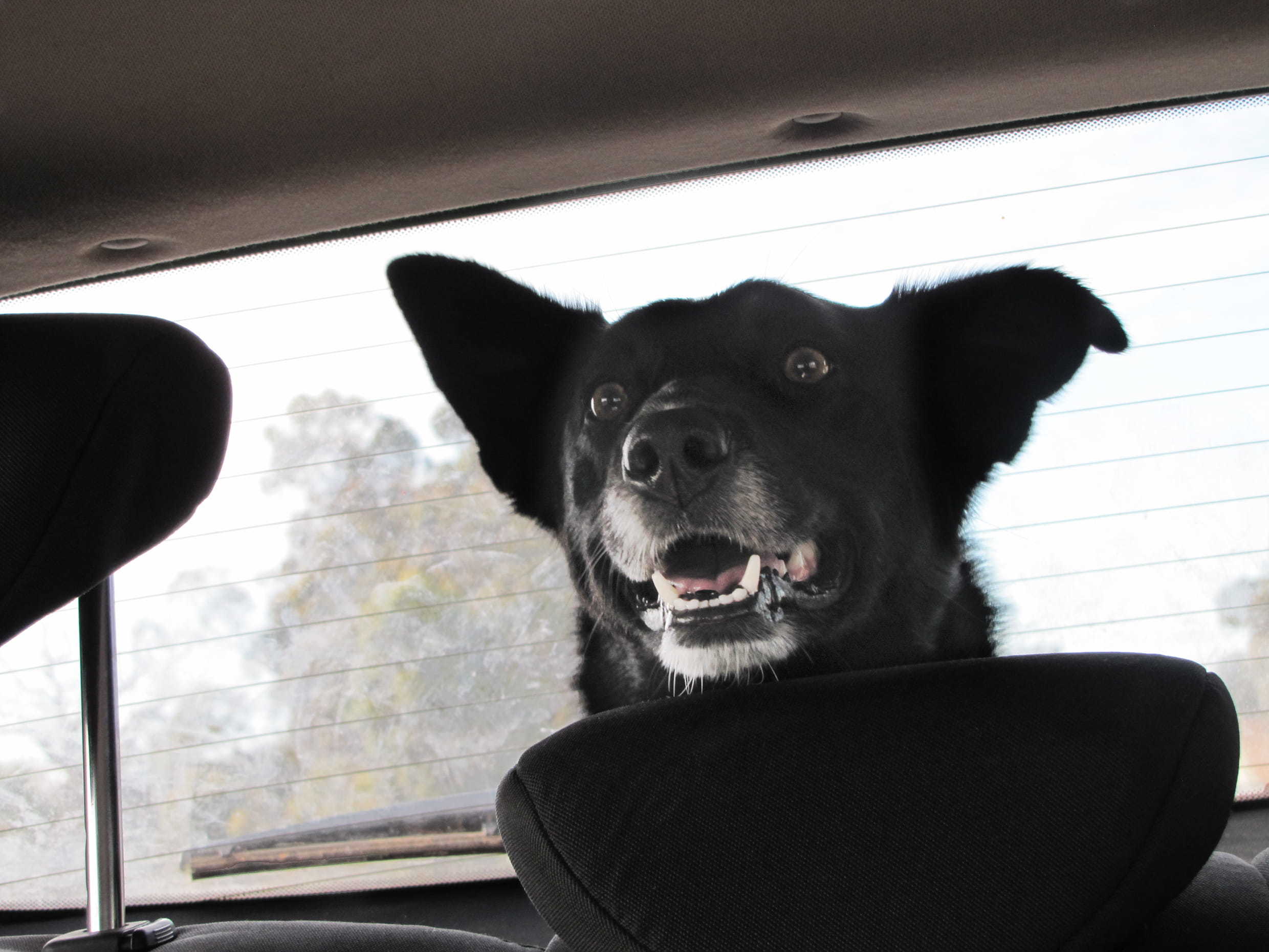 happy canine riding in the truck of a car