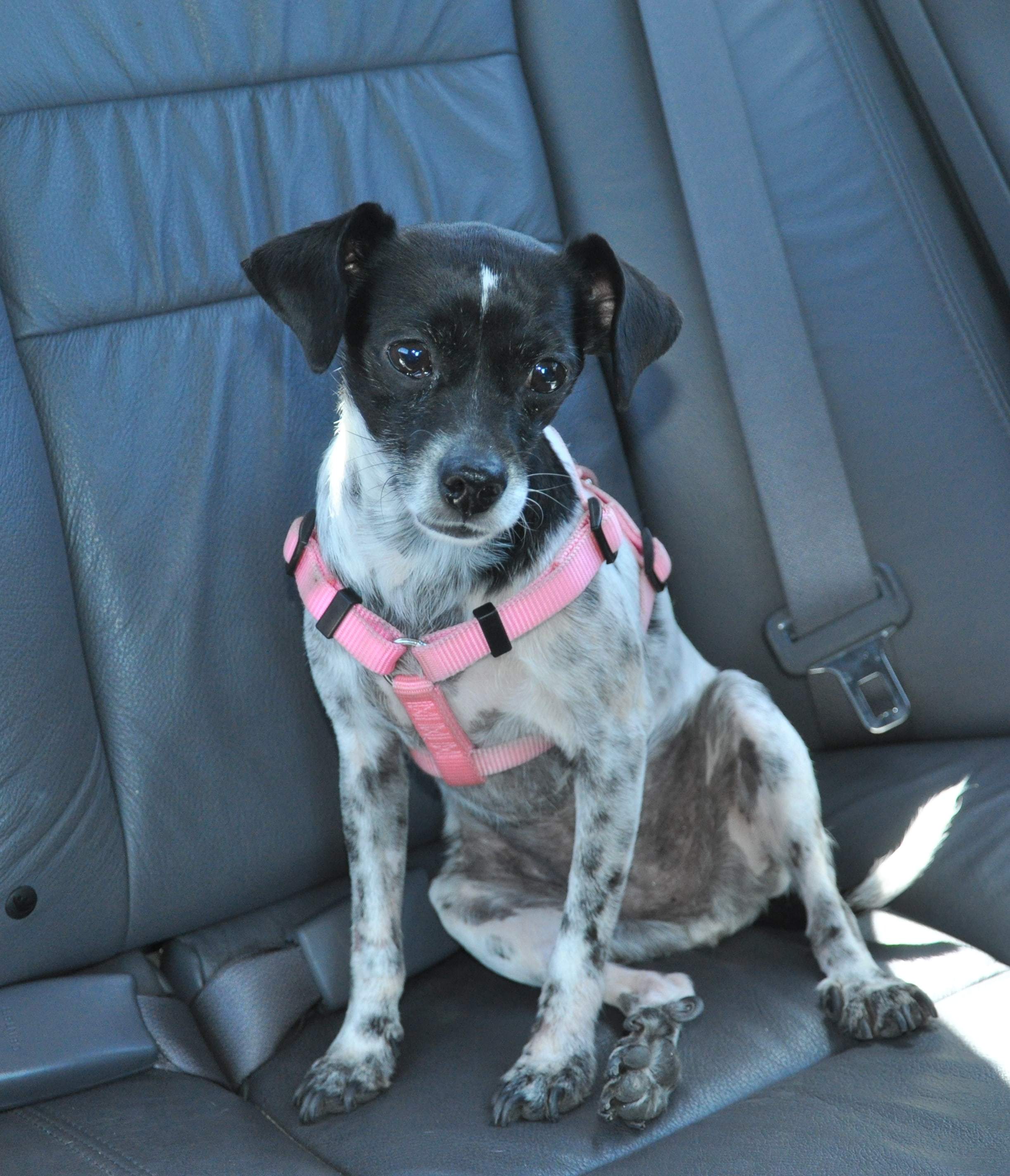 Bringing a new puppy home