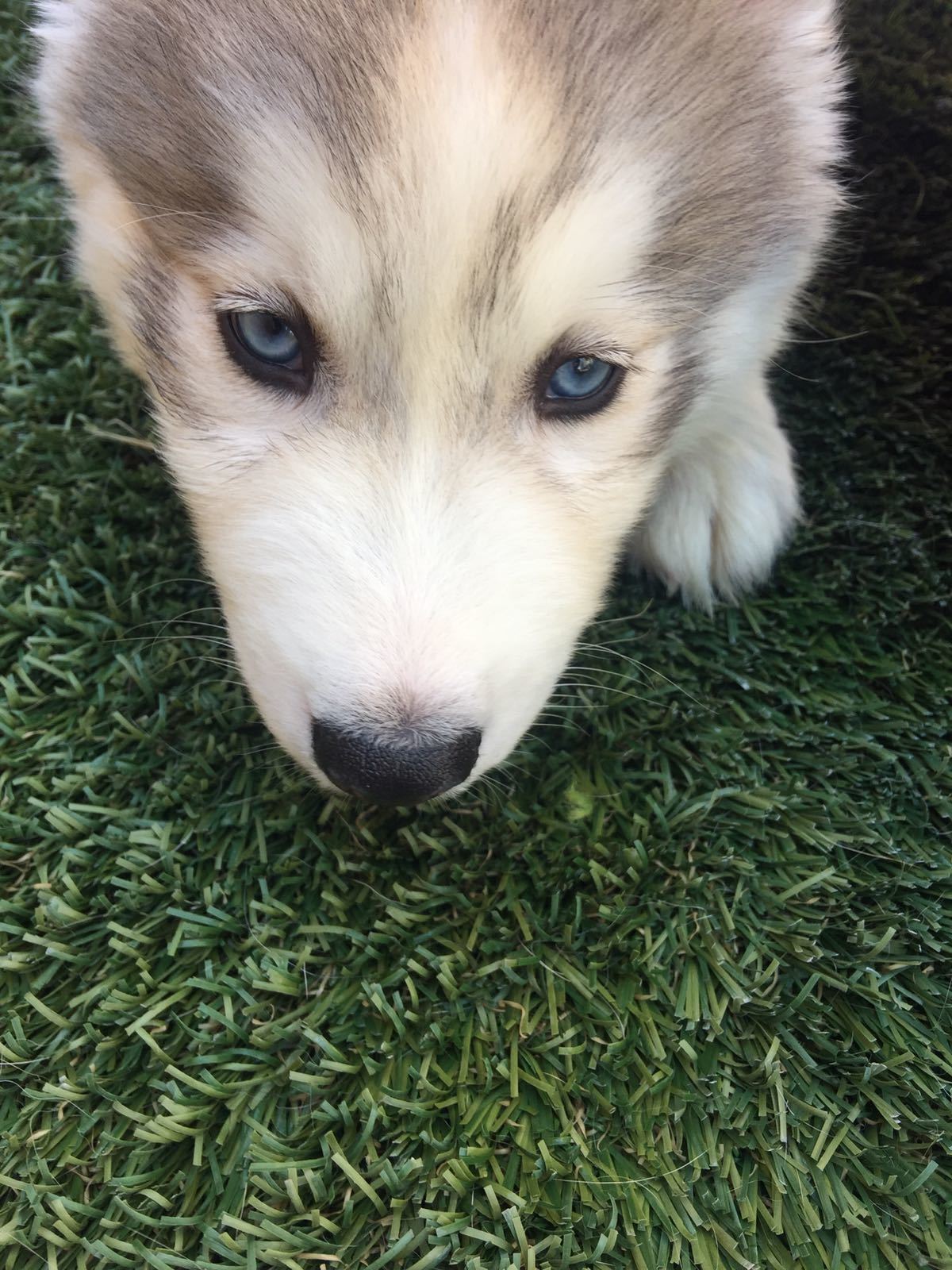 Husky puppy searching for food