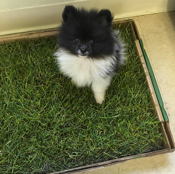 small puppy going potty on a real grass pad