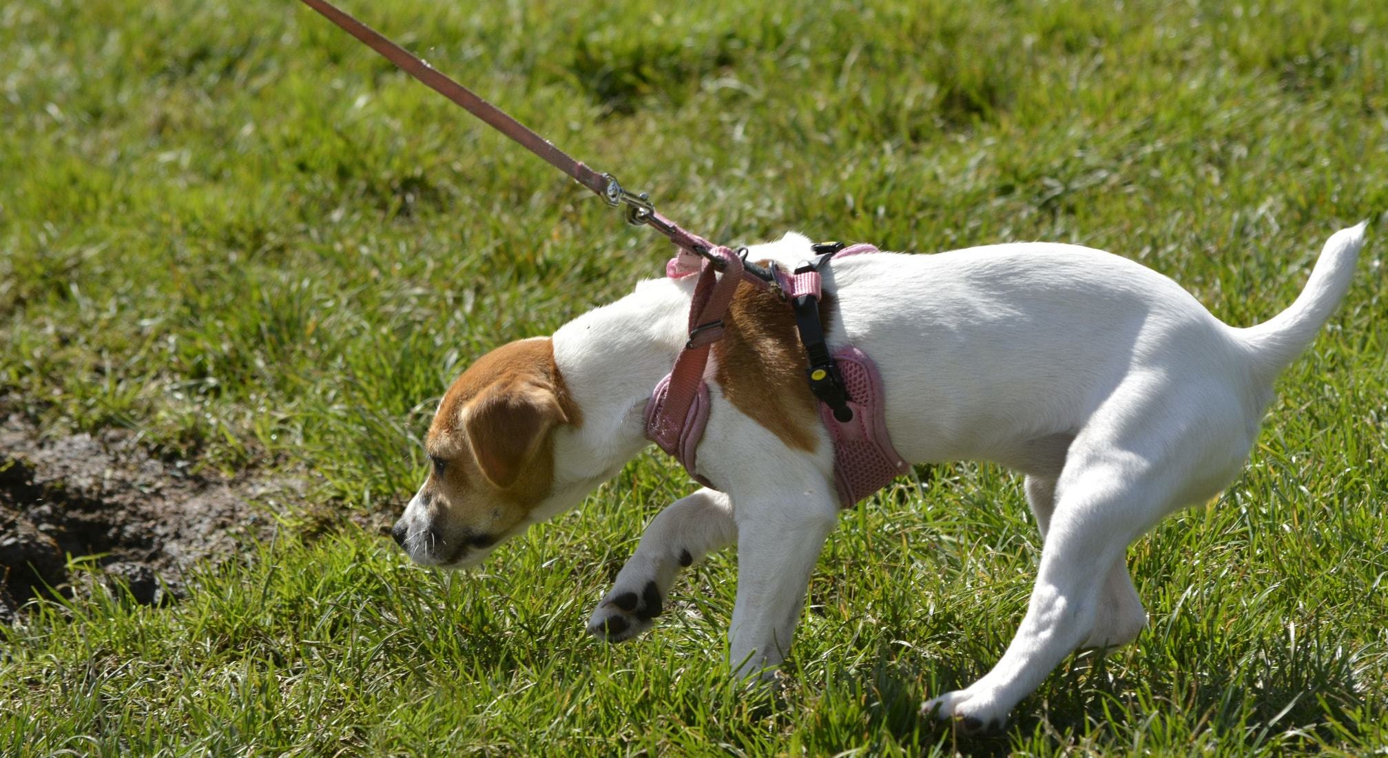 small puppy exploring on walk wearing a no pull leash