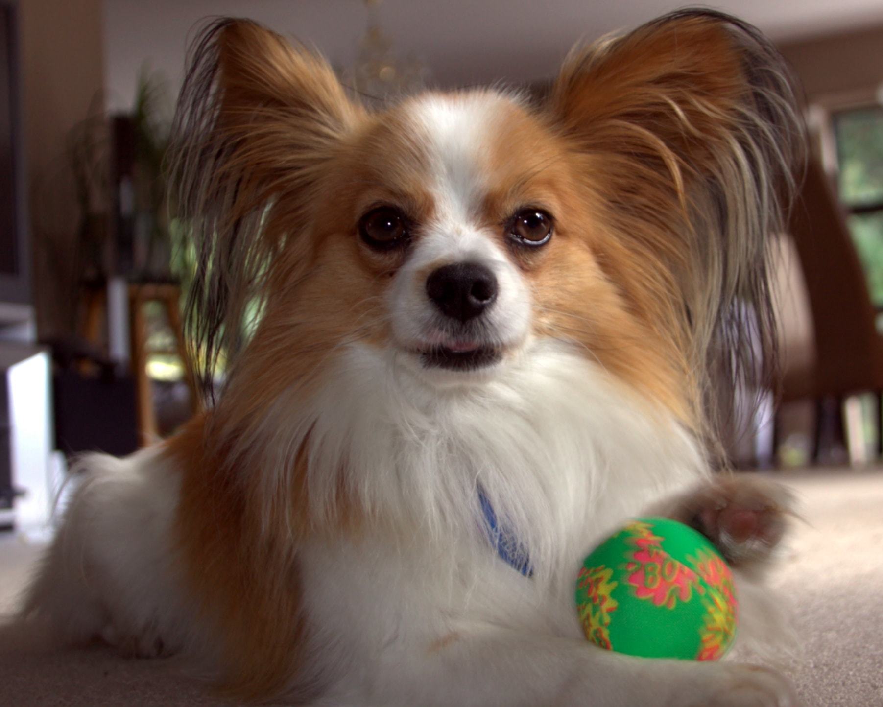 puppy ready to play fetch