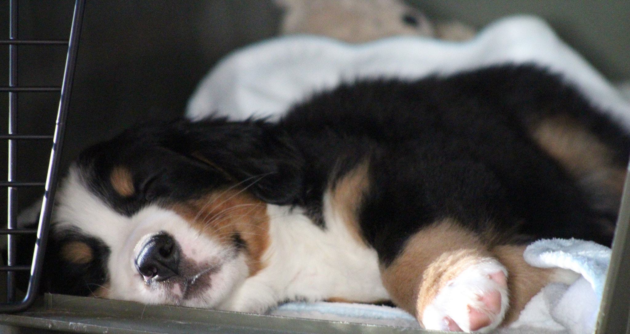 Puppy sleeping after crate training