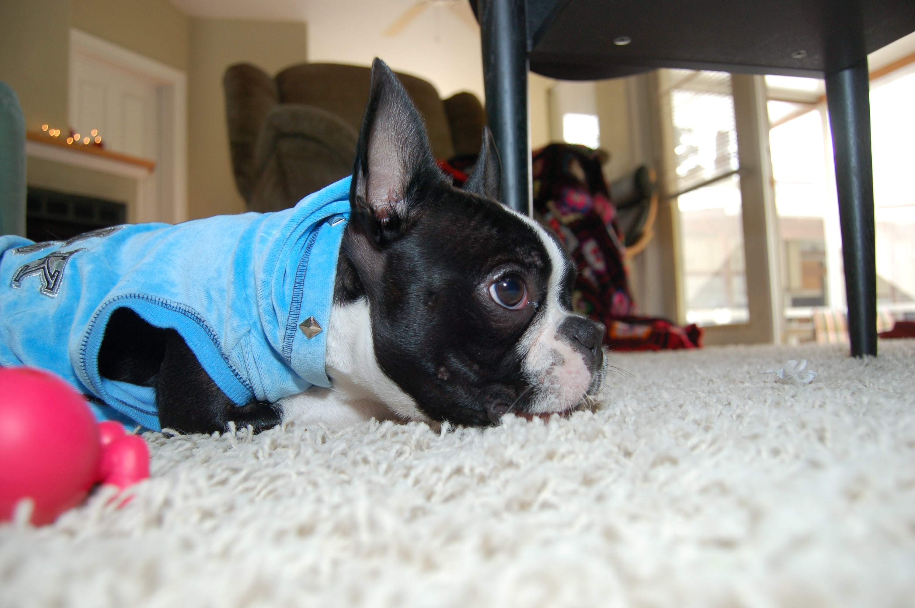 puppy tired of chewing on toy