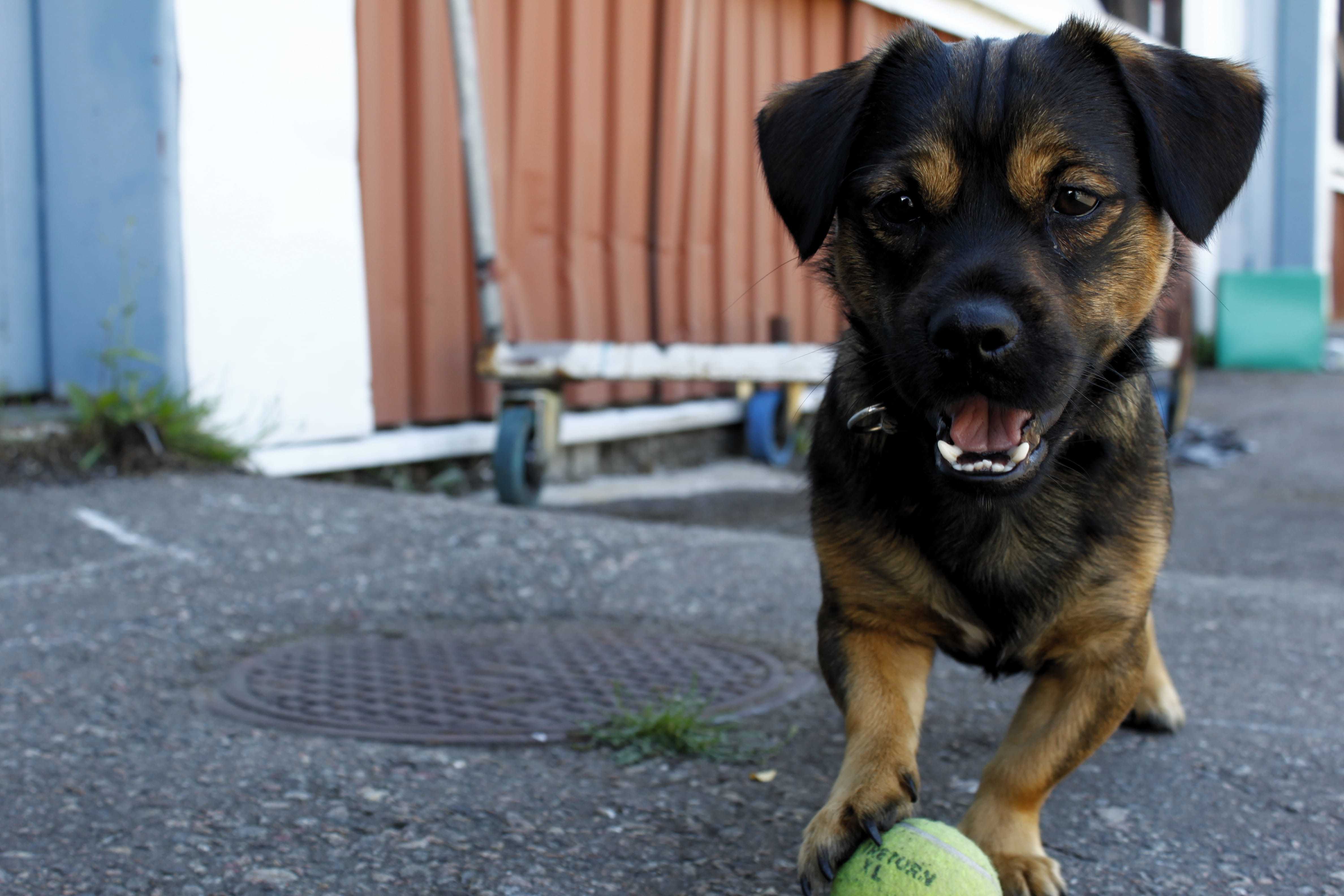 Puppy with kong ball ready to play fetch