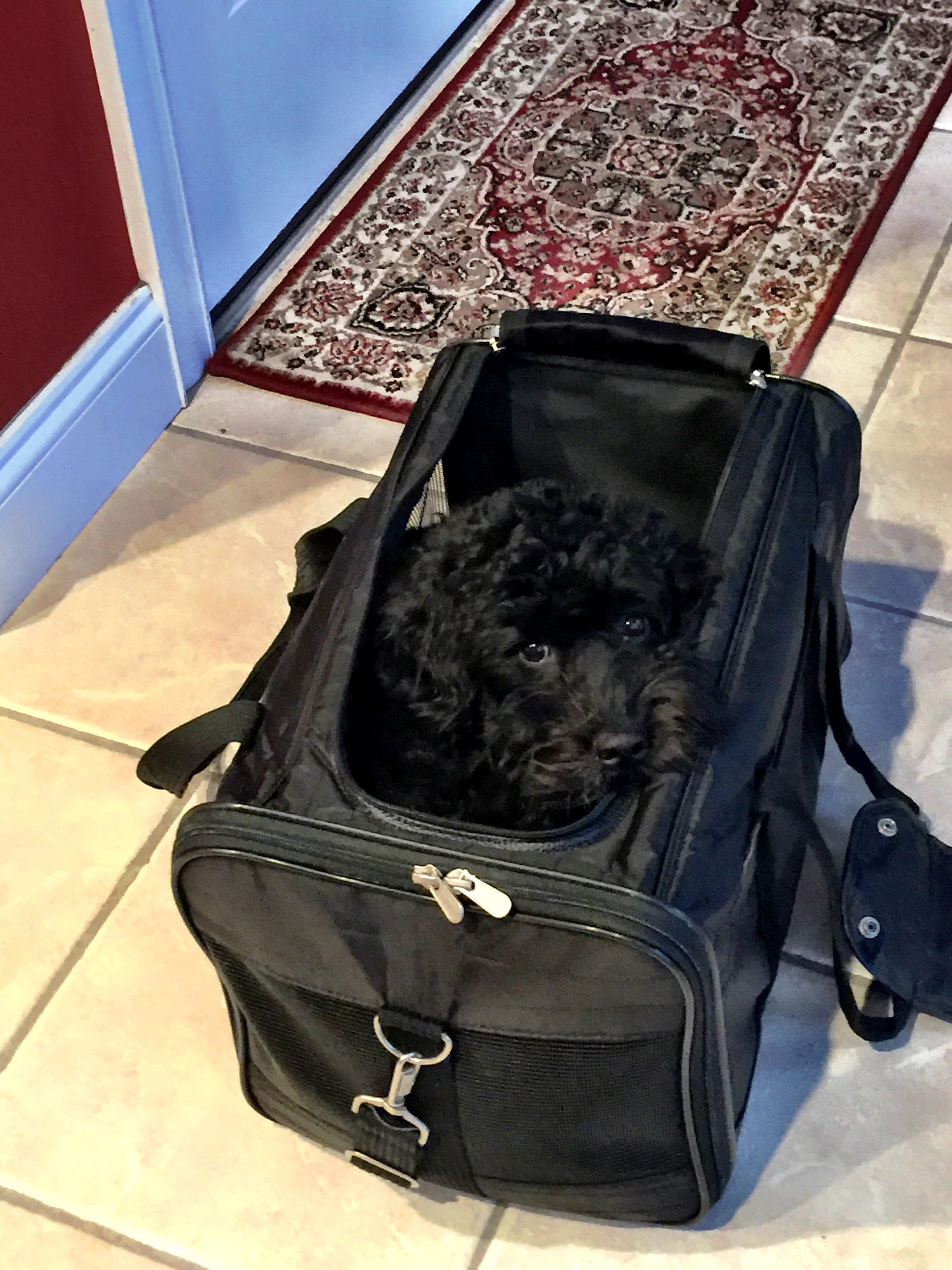Dog in sherpa carrier for traveling