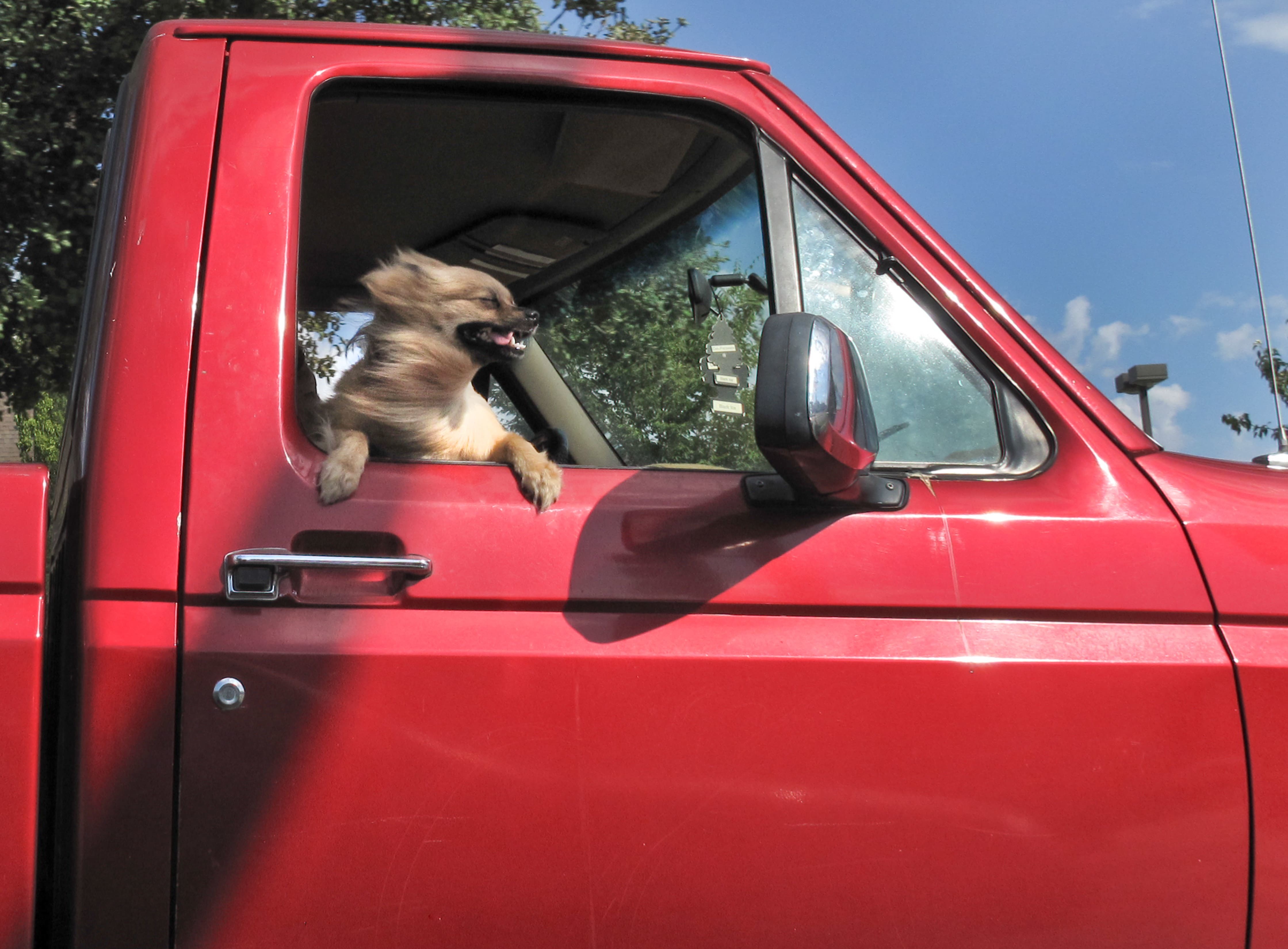 small dog riding in truck