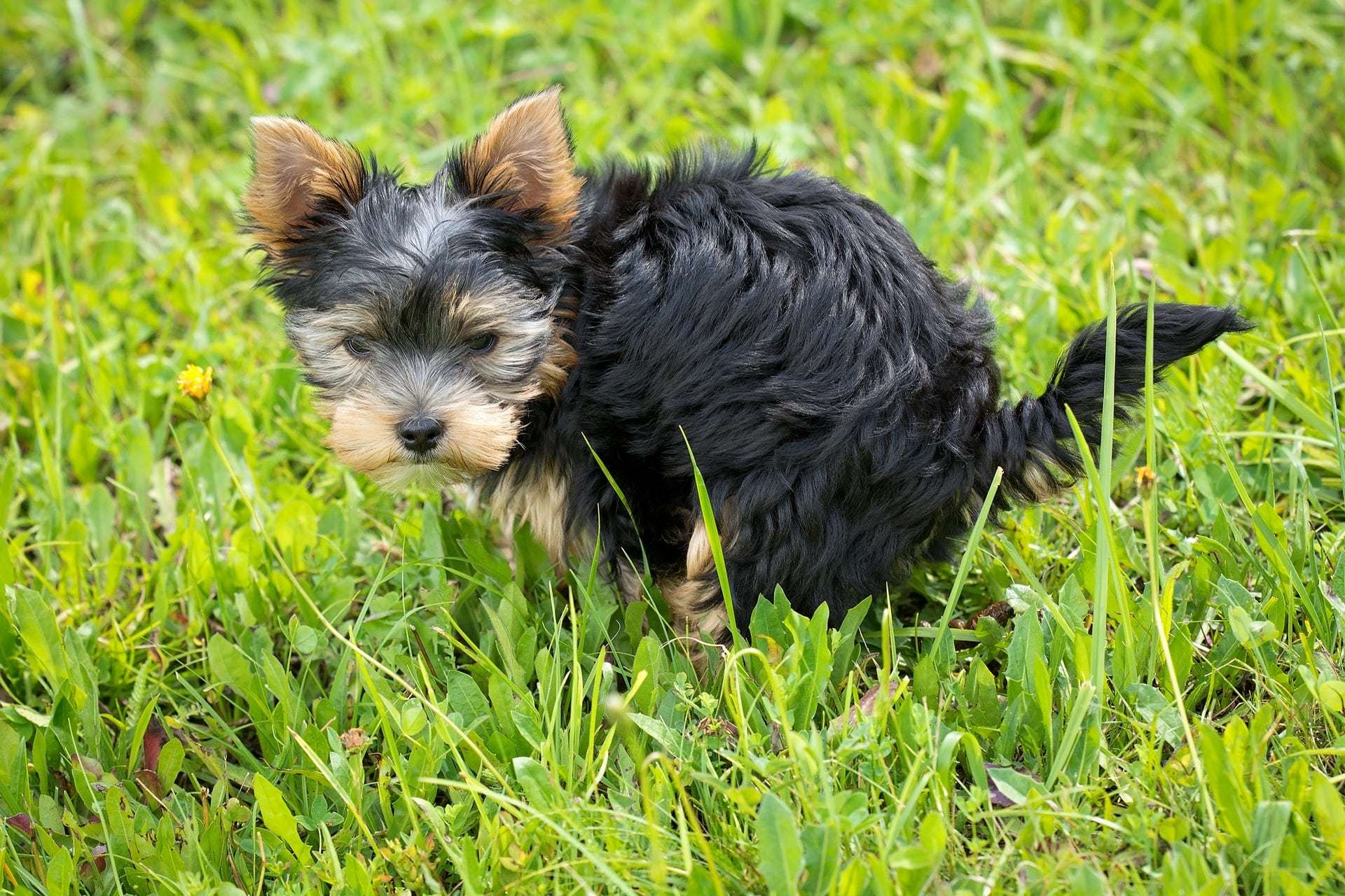 Terrier taking a poop