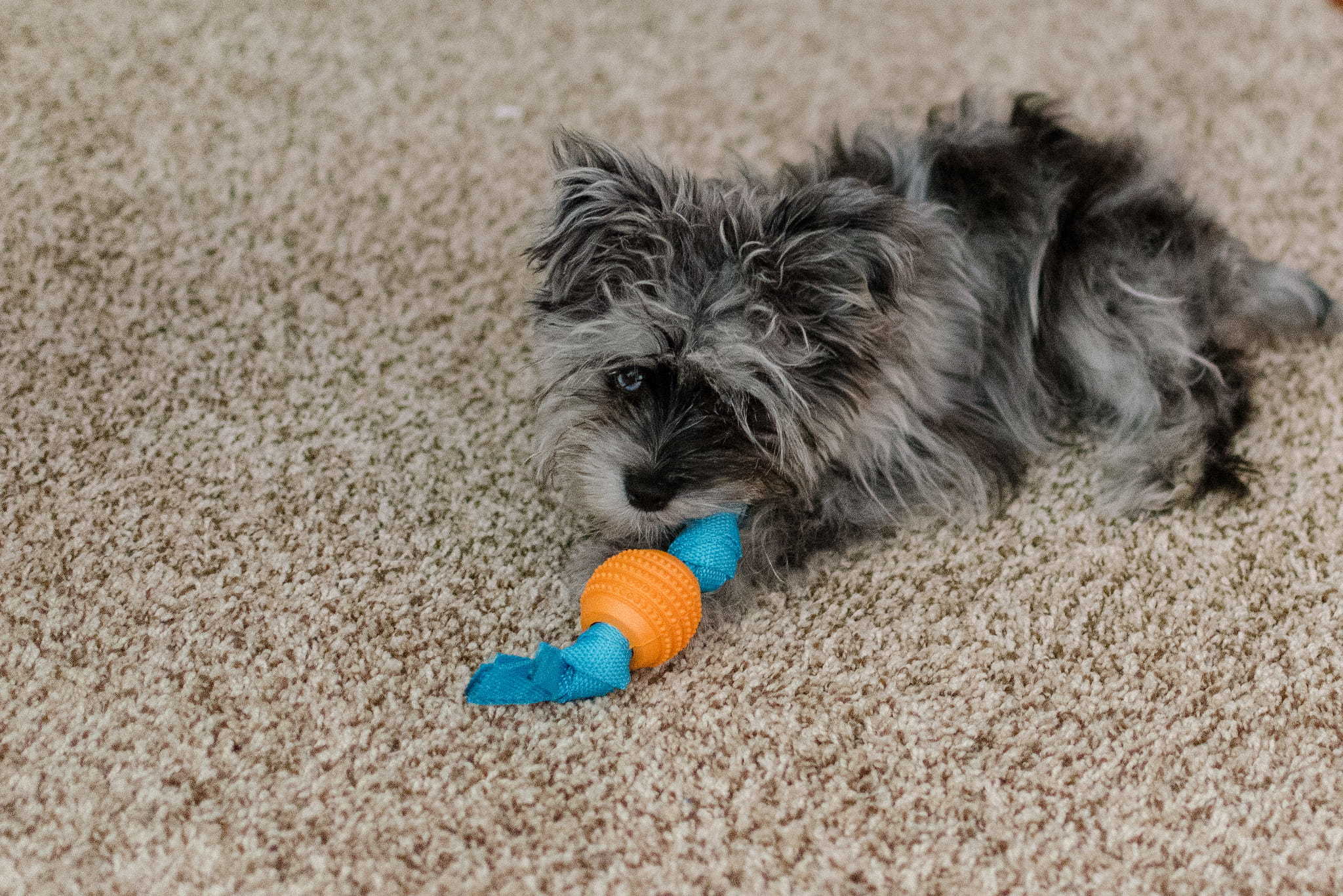 tiny puppy teething on rope toy