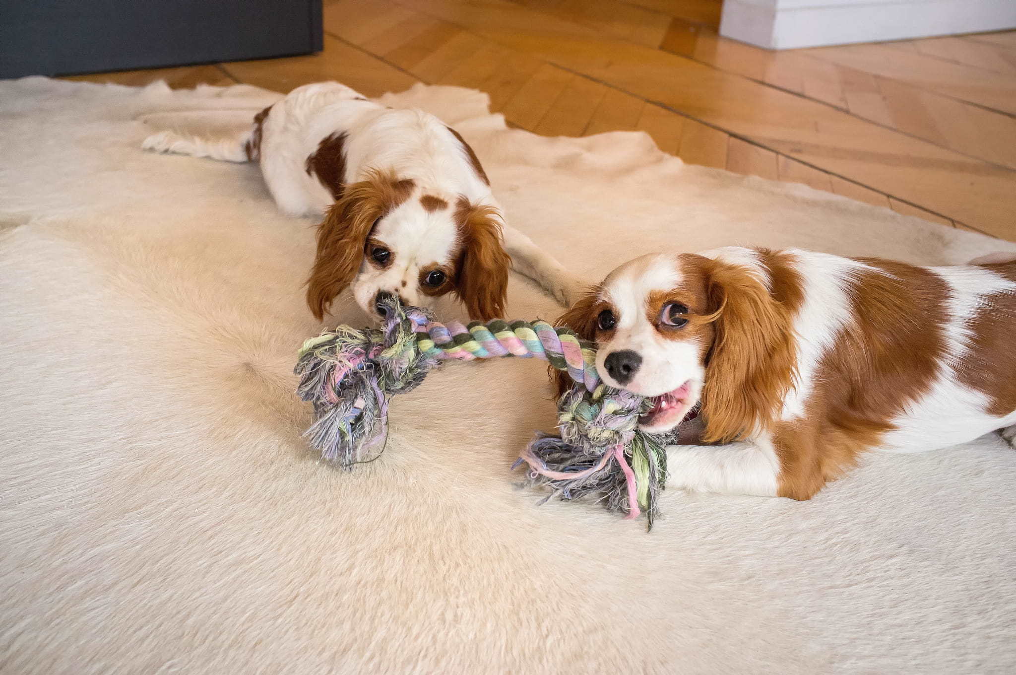 two dogs playing rope tug inside during winter