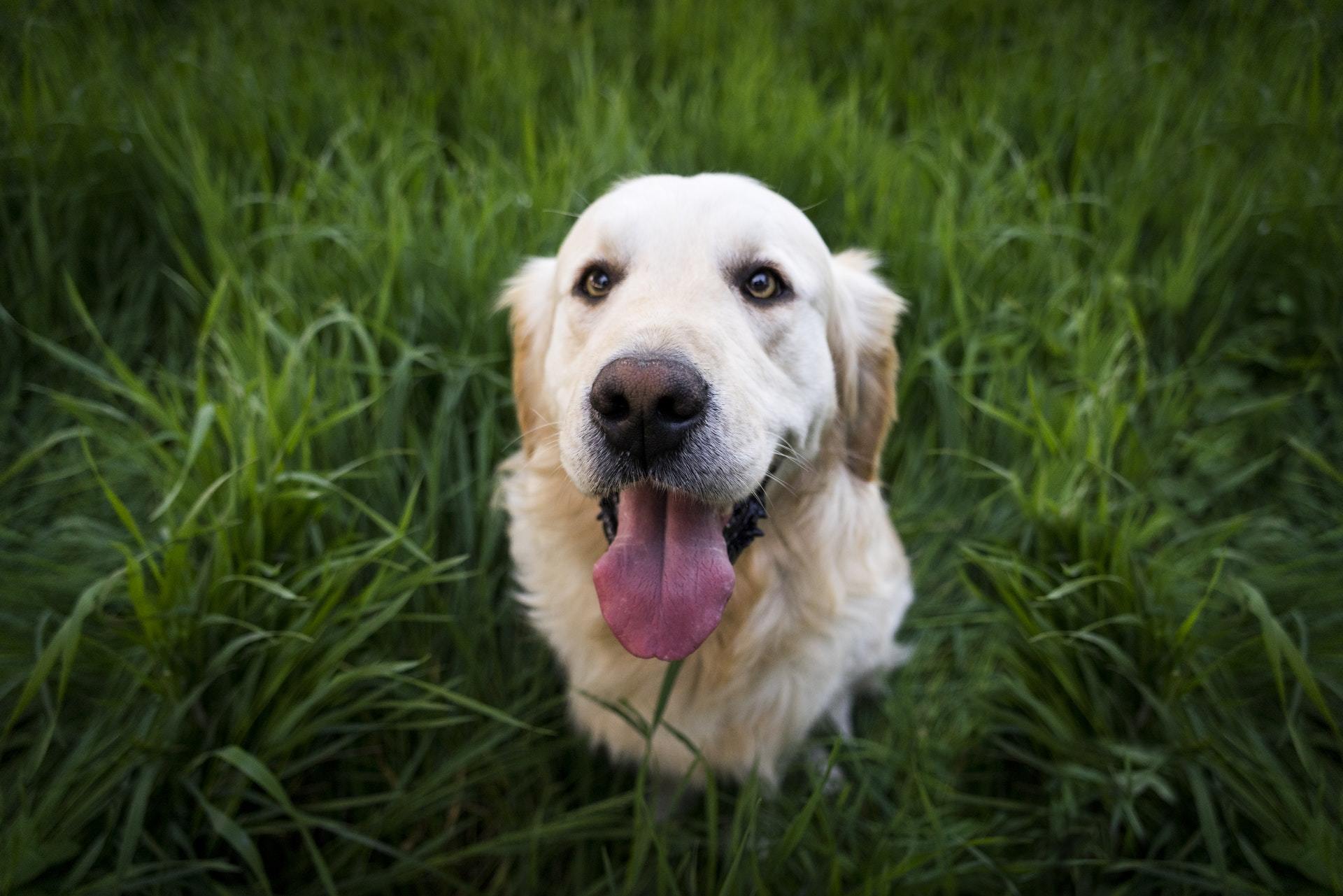 White lab taking a poop