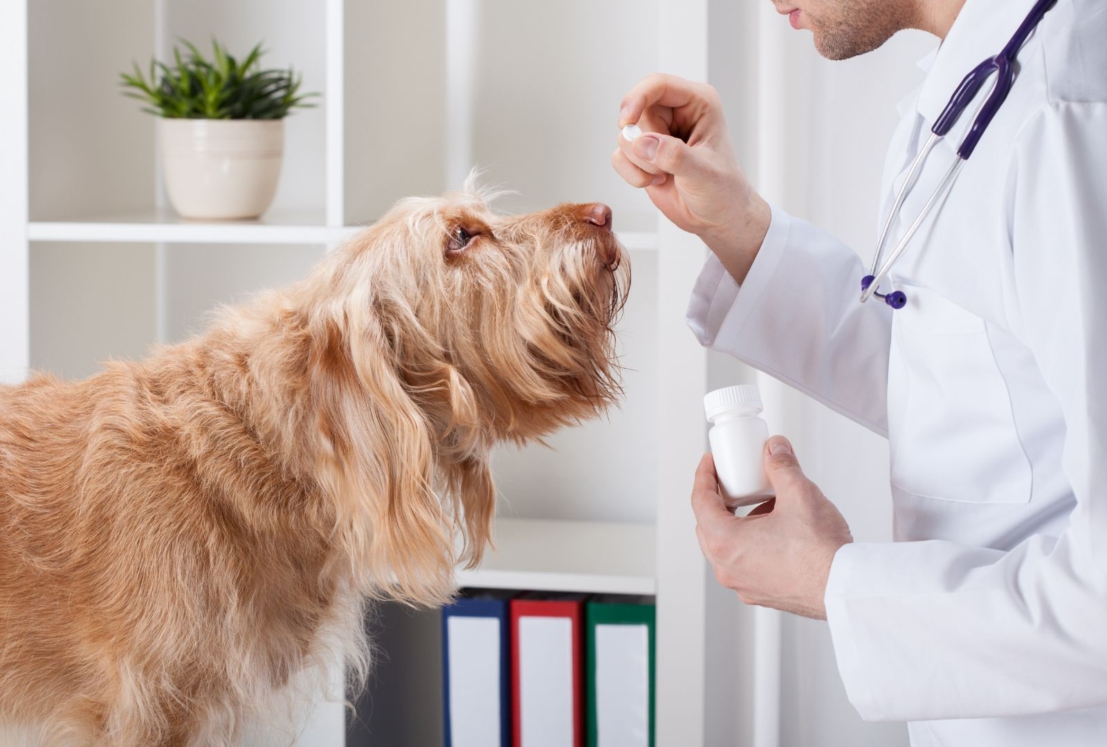 How to find the right Veterinarian for your dog