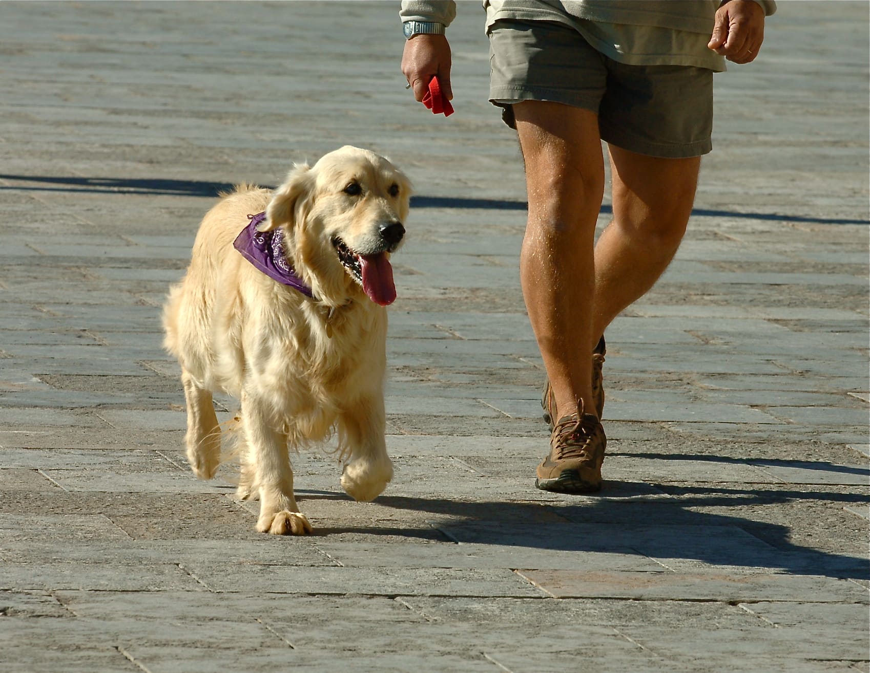 How do you know it's too hot out to walk your dog?