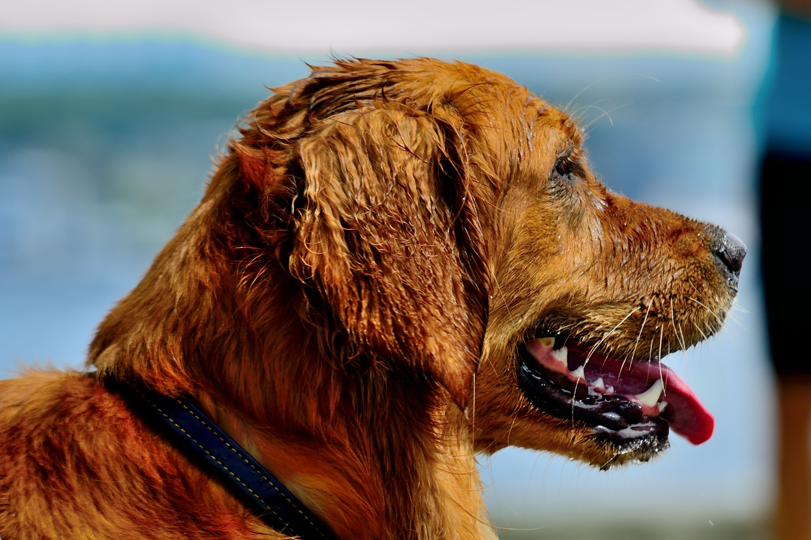 How to give your dog the best bath outside