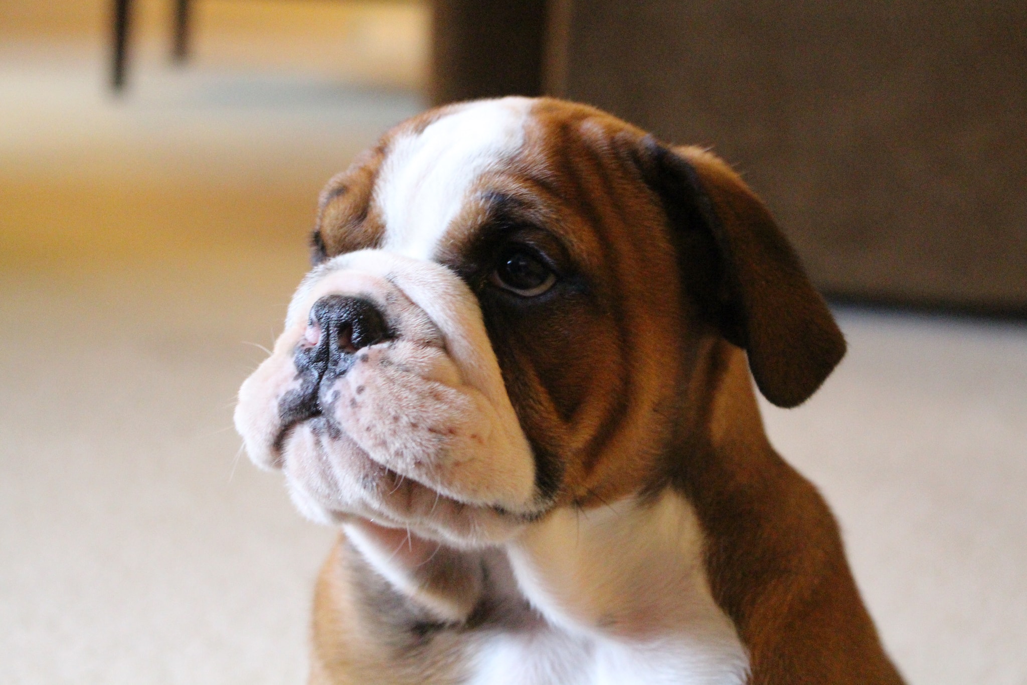 young cute bulldog with dry nose